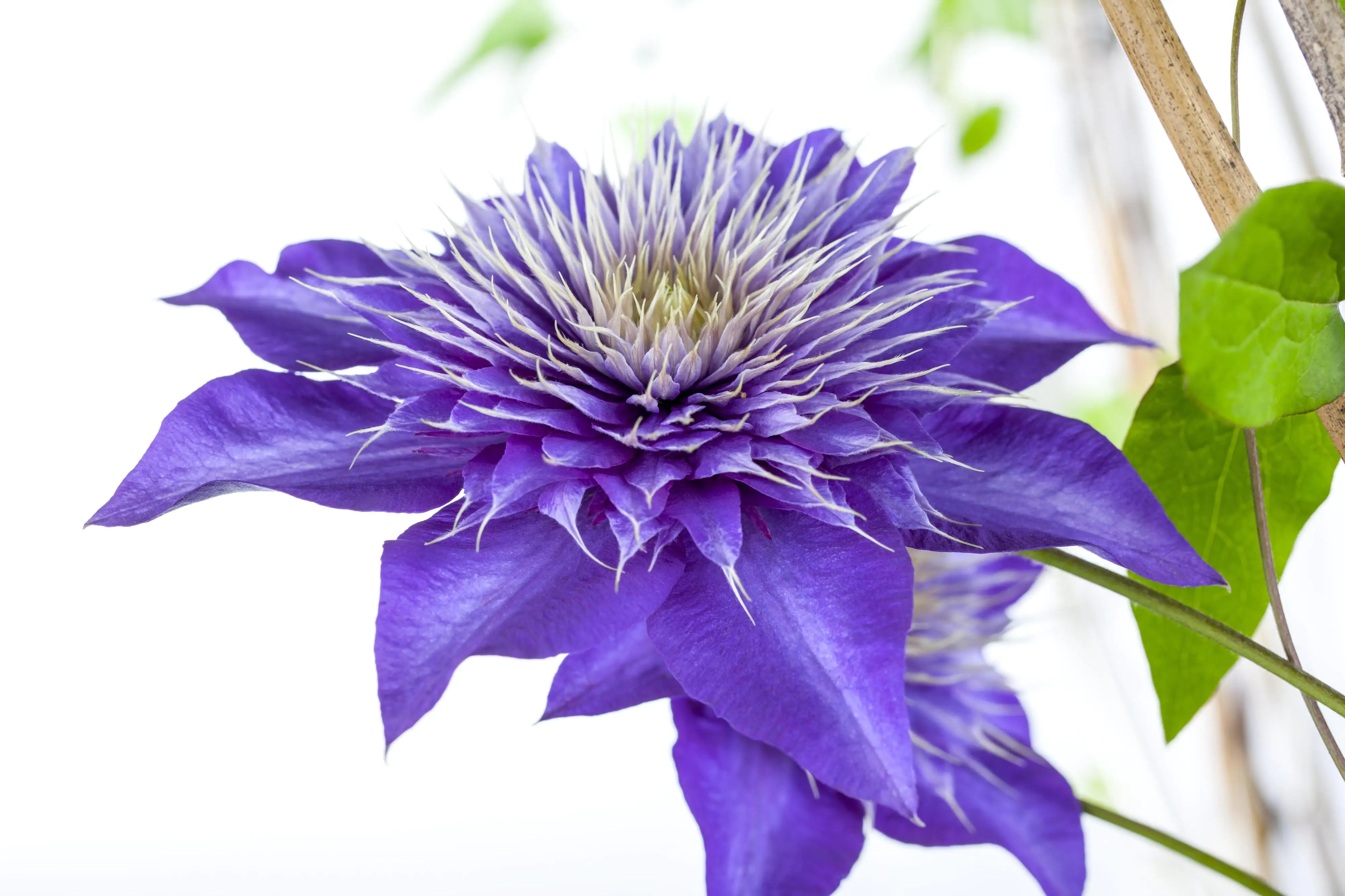 Waldrebe Clematis blau H 40 - 60 cm 2 L Eckcontainer