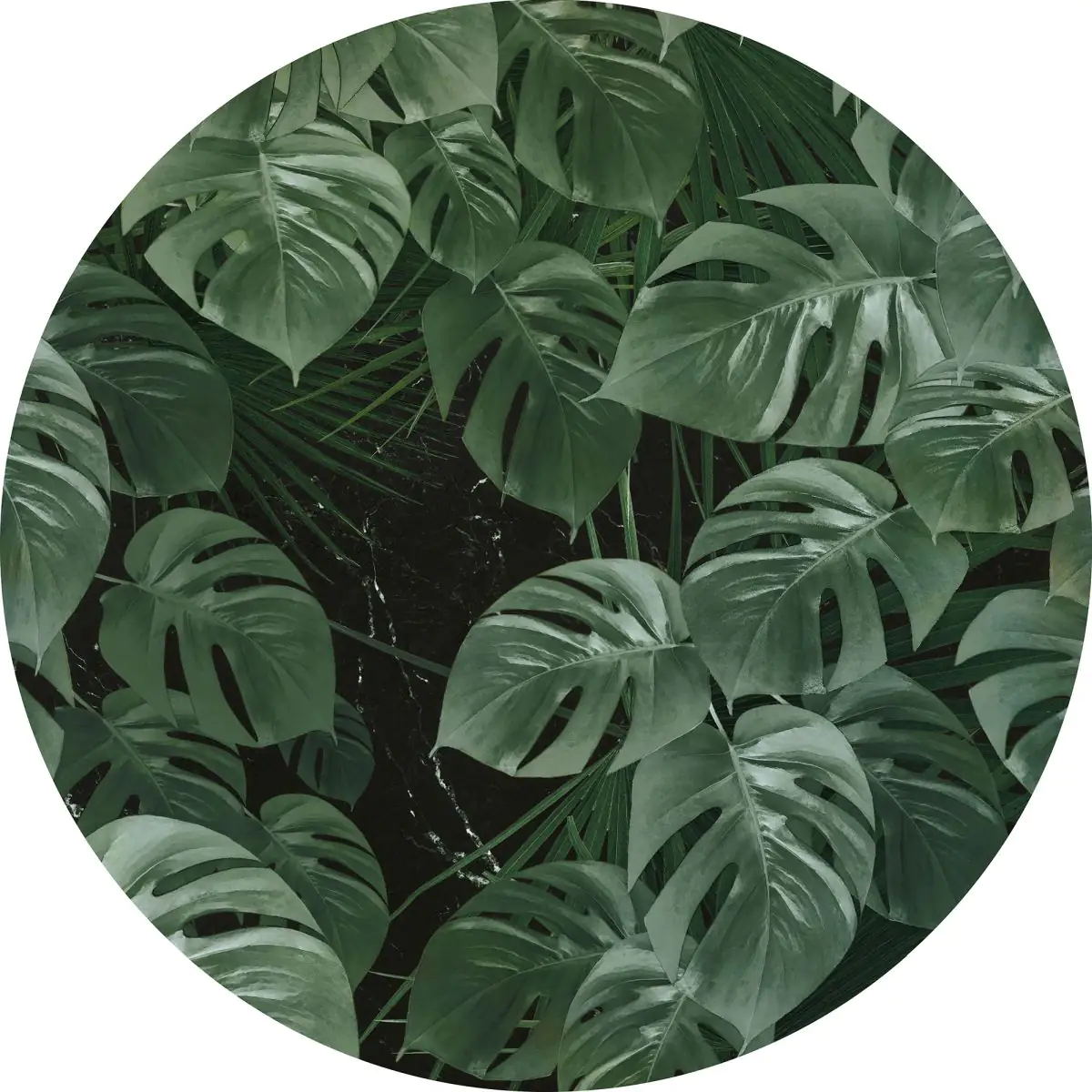 4036834090302 Komar Vlies Fototapete Dot Novel Monstera Ø 125 cm, selbstklebend