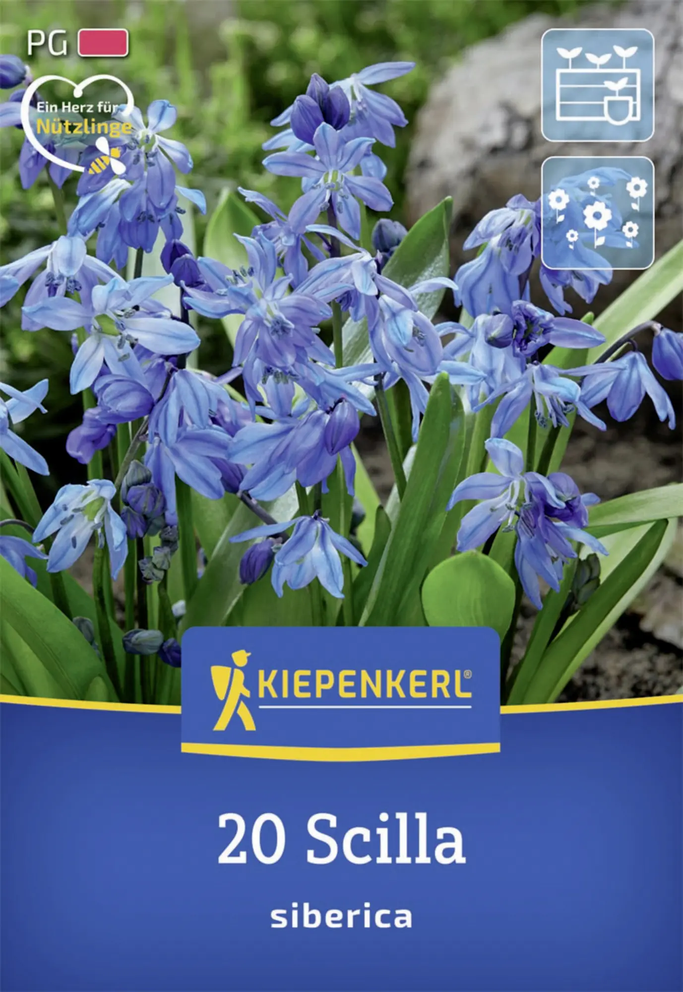 Kiepenkerl Herbstblumenzwiebel Siberisches Blausternchen 20 Stück