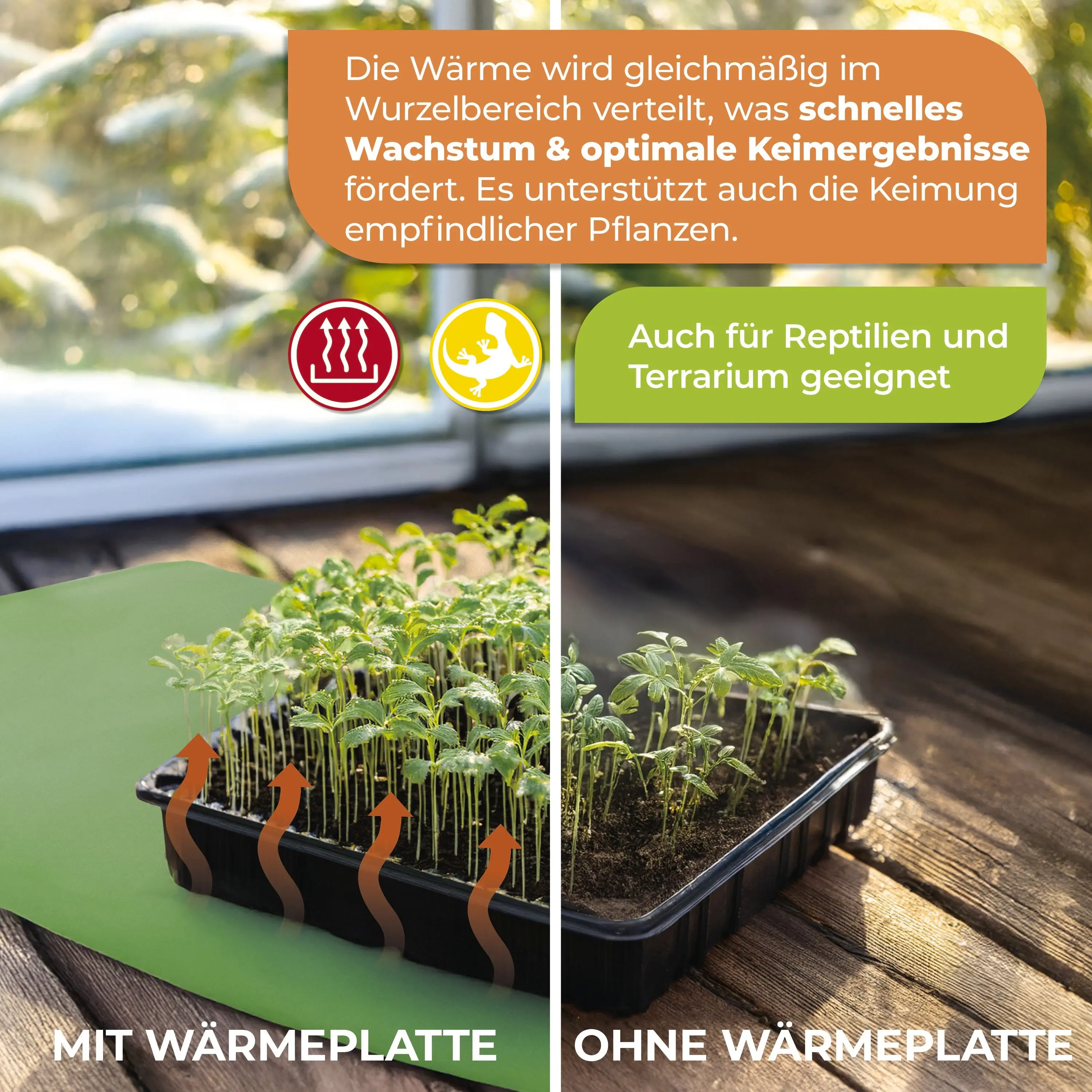 BioGreen Wärmeplatte als Anzuchtbooster für Pflanzen 40 x 65 cm 42 W inkl. Digital-Thermostat
