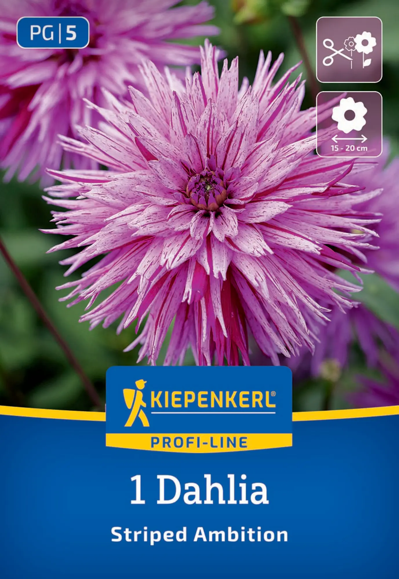 Kiepenkerl Profi-Line Frühjahrsblumenzwiebel Splitt-Dahlie Striped Ambition 1 Stück