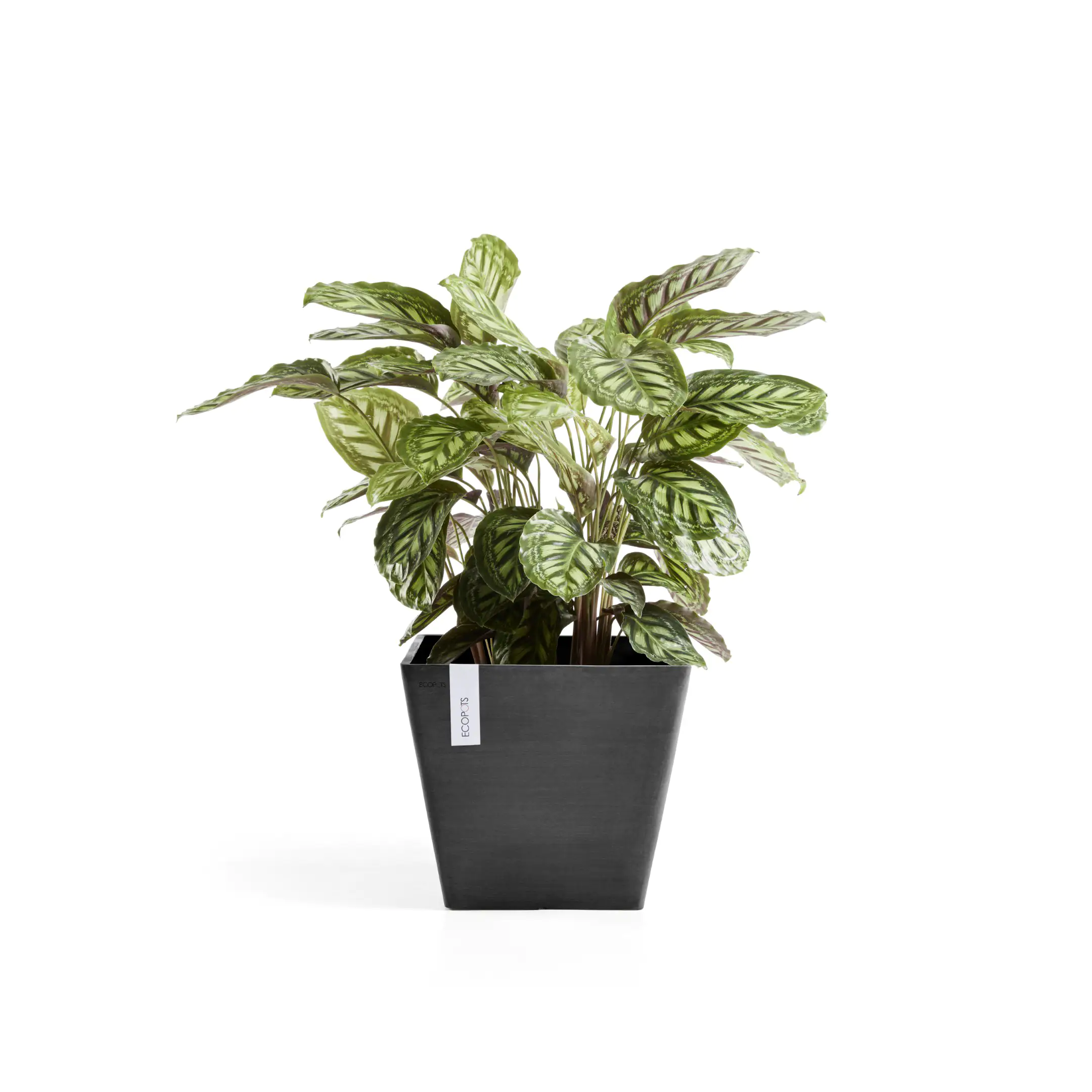 Ecopots Pflanztopf Rotterdam 30 x 30 x 30 cm dunkelgrau