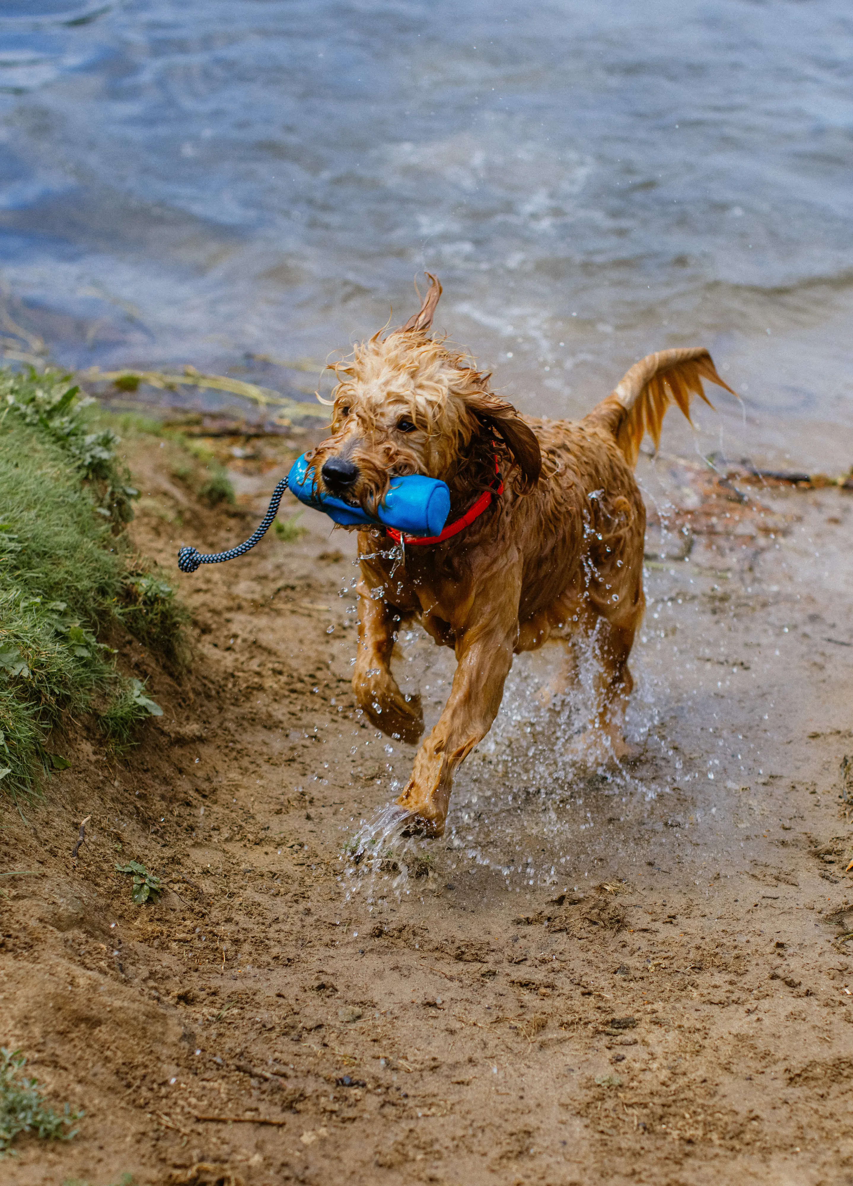 Nobby Snack Dummy RIO 20 x 7 cm hellblau Nobby Snack Dummy RIO 20 x 7 cm hellblau