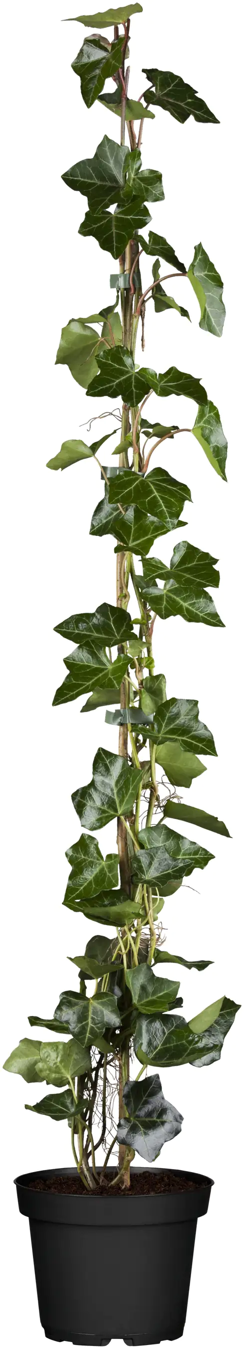 Großblättriger Efeu Hedera helix hibernica H 160 - 180 cm, 75 Stück