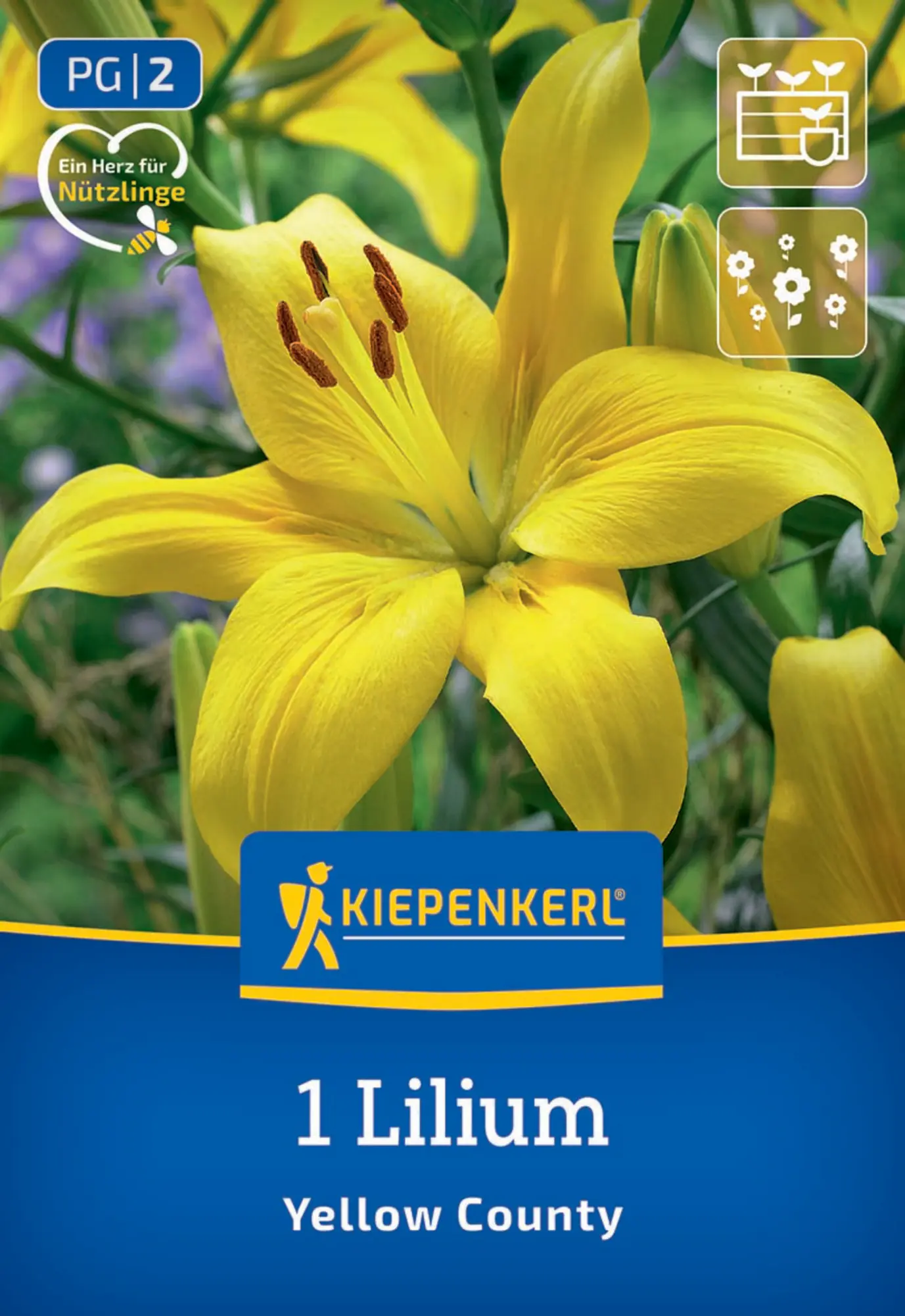 Kiepenkerl Frühjahrsblumenzwiebel Asiatische Lilie Yellow County 1 Stück