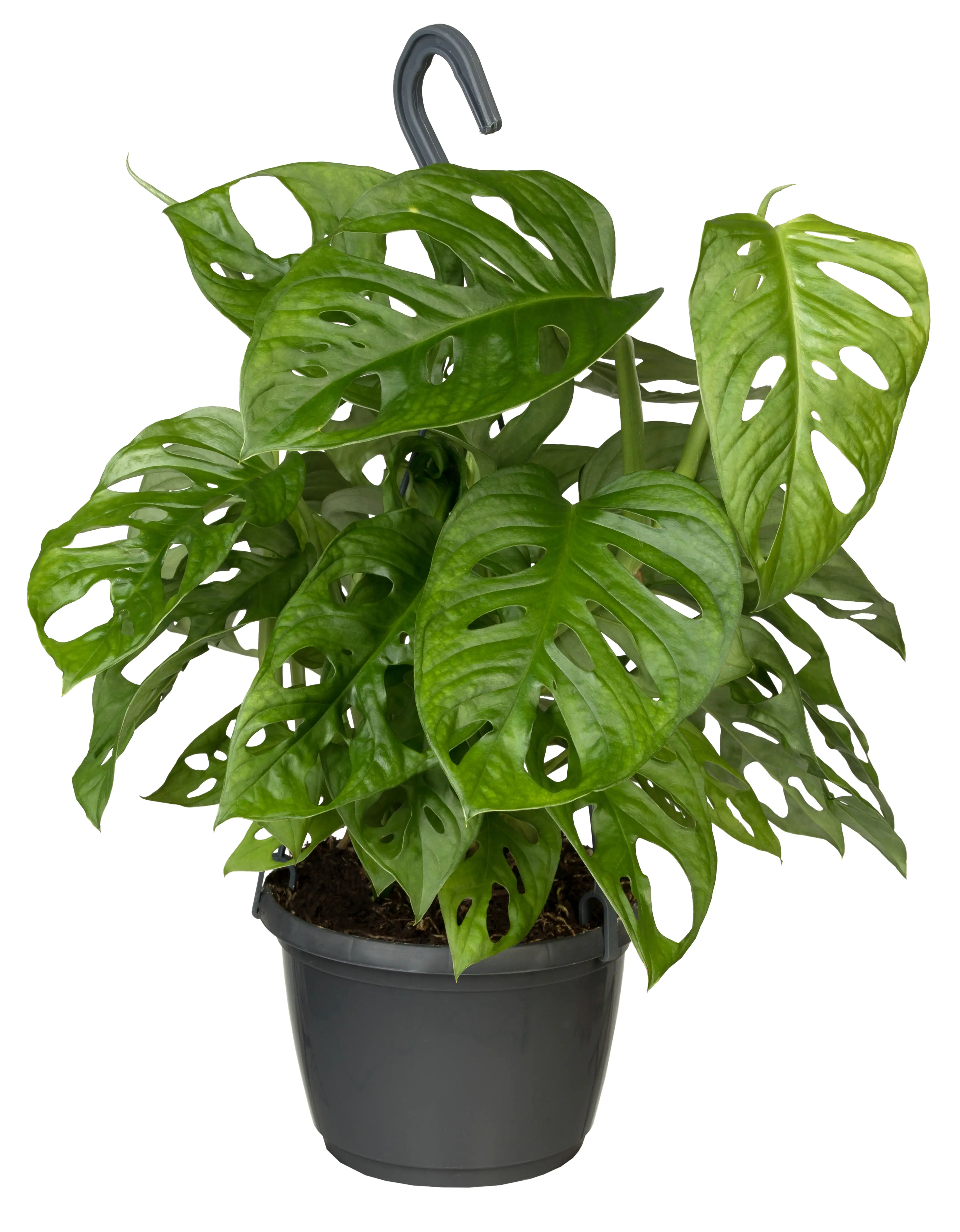 8717432240912 Fensterblatt Monstera obliqua Ampel Monkey Leaf H ca. 35 cm 15 cm Topf