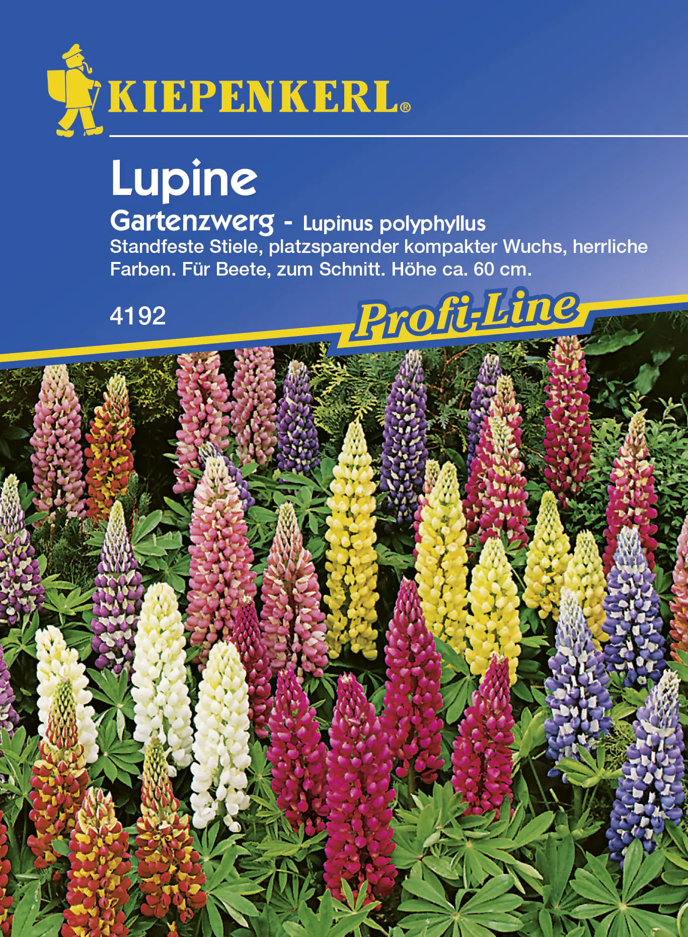 Kiepenkerl Lupine Gartenzwerg Lupinus polyphyllus, Inhalt: ca. 20 Pflanzen