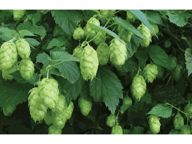 Hopfen 2 L Eckcontainer