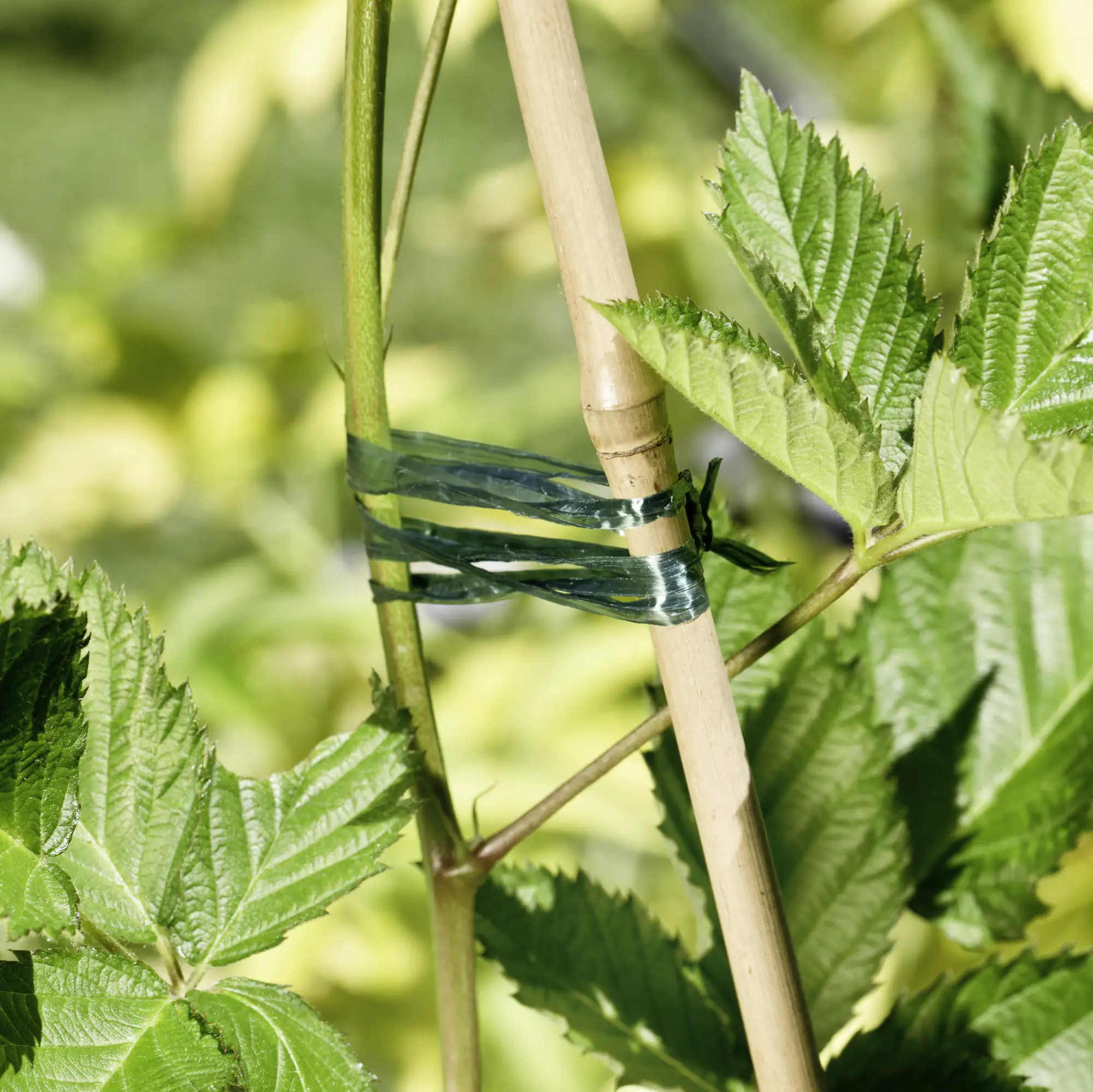 Windhager Kunstbast 100 m, grün