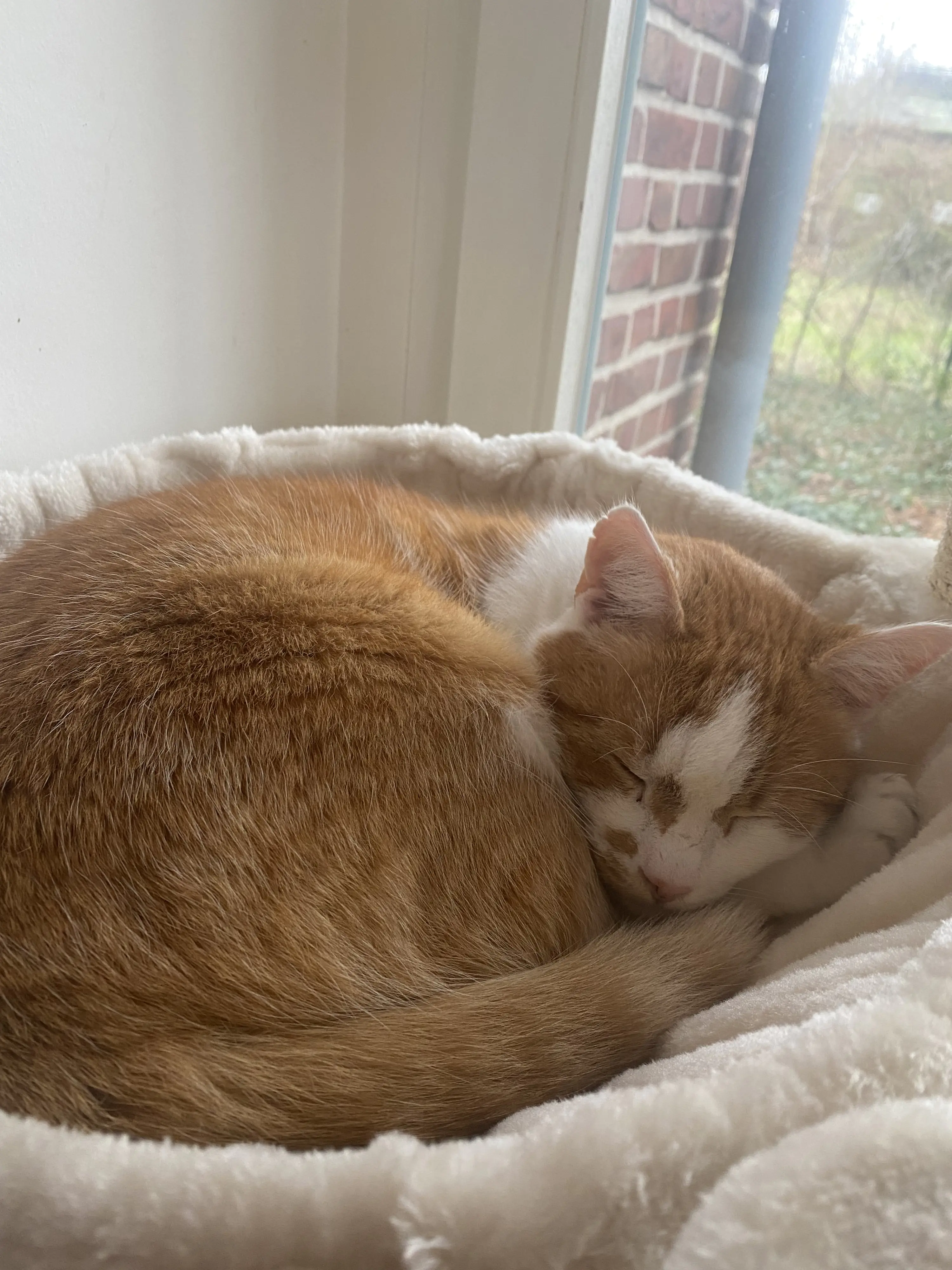 Nobby Kratzbaum Classic Zada H 145 cm cappuccino