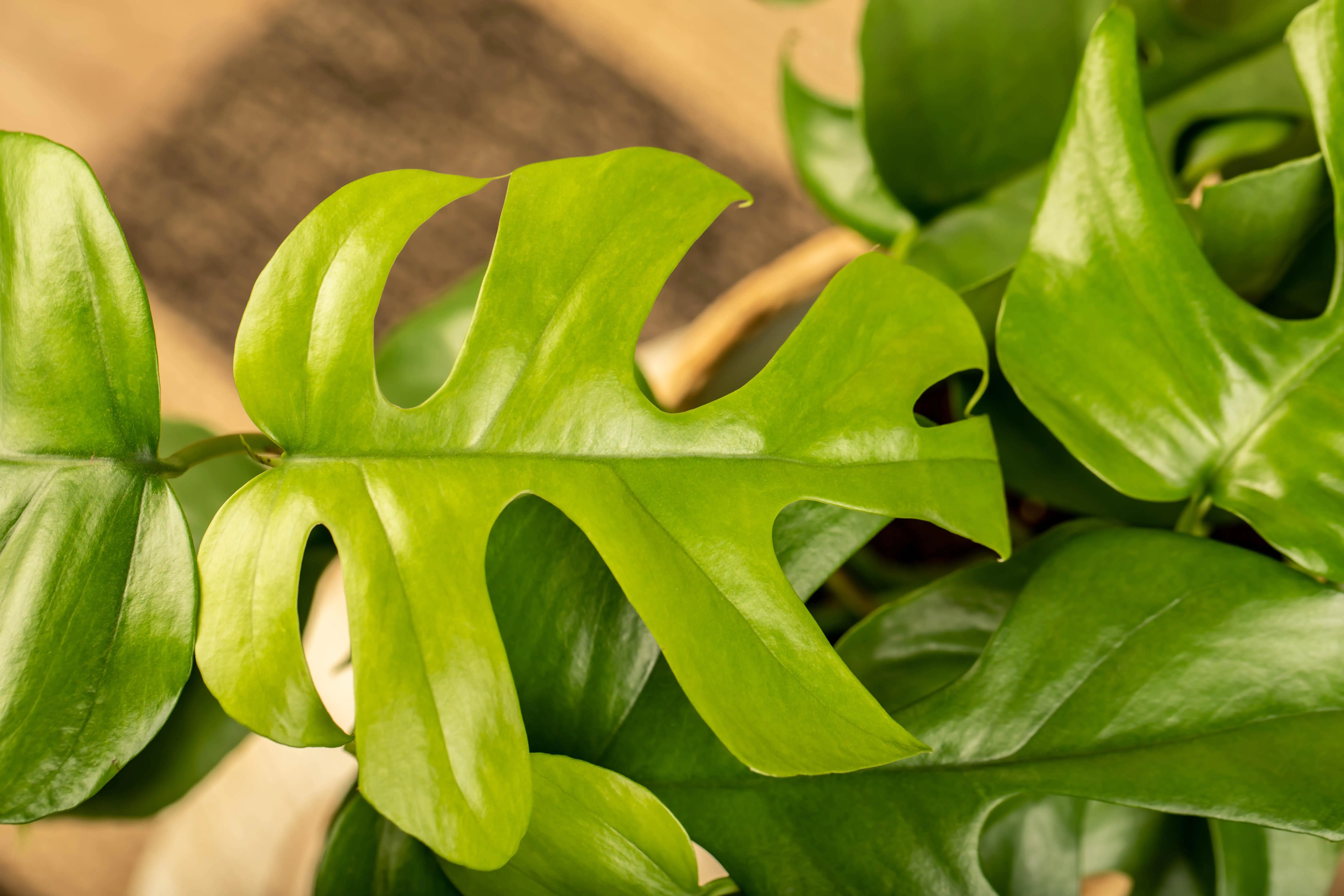 8717929499564_2 Fensterblatt Monstera Deliciosa H ca. 60 cm 17 cm Topf
