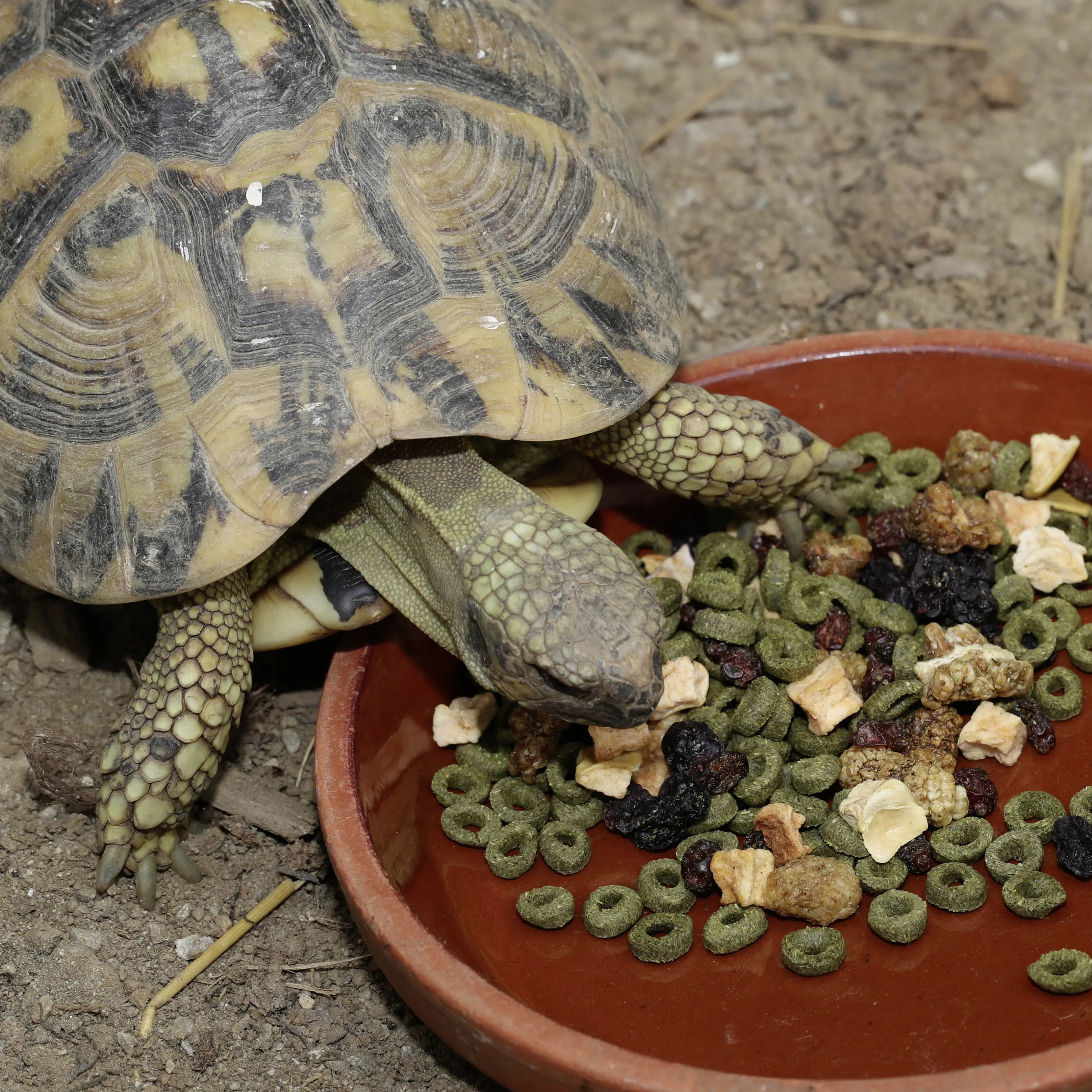 JBL Schildkrötenfutter Proterra Fructil 250 ml