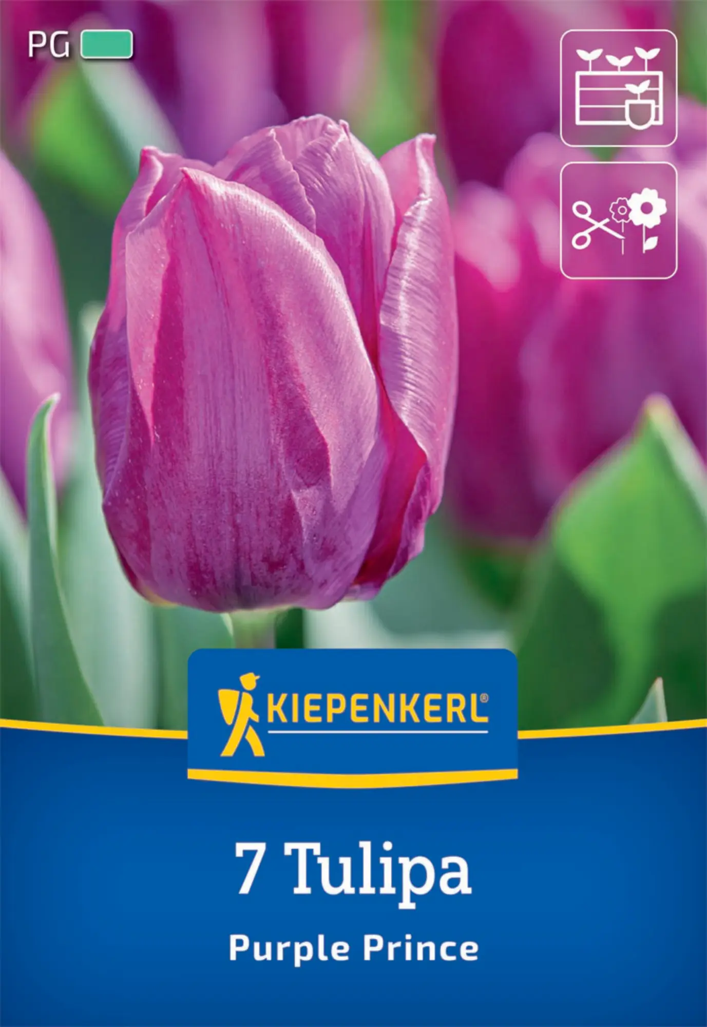 Kiepenkerl Herbstblumenzwiebel Einfache Frühe Tulpe Purple Prince 7 Pflanzen