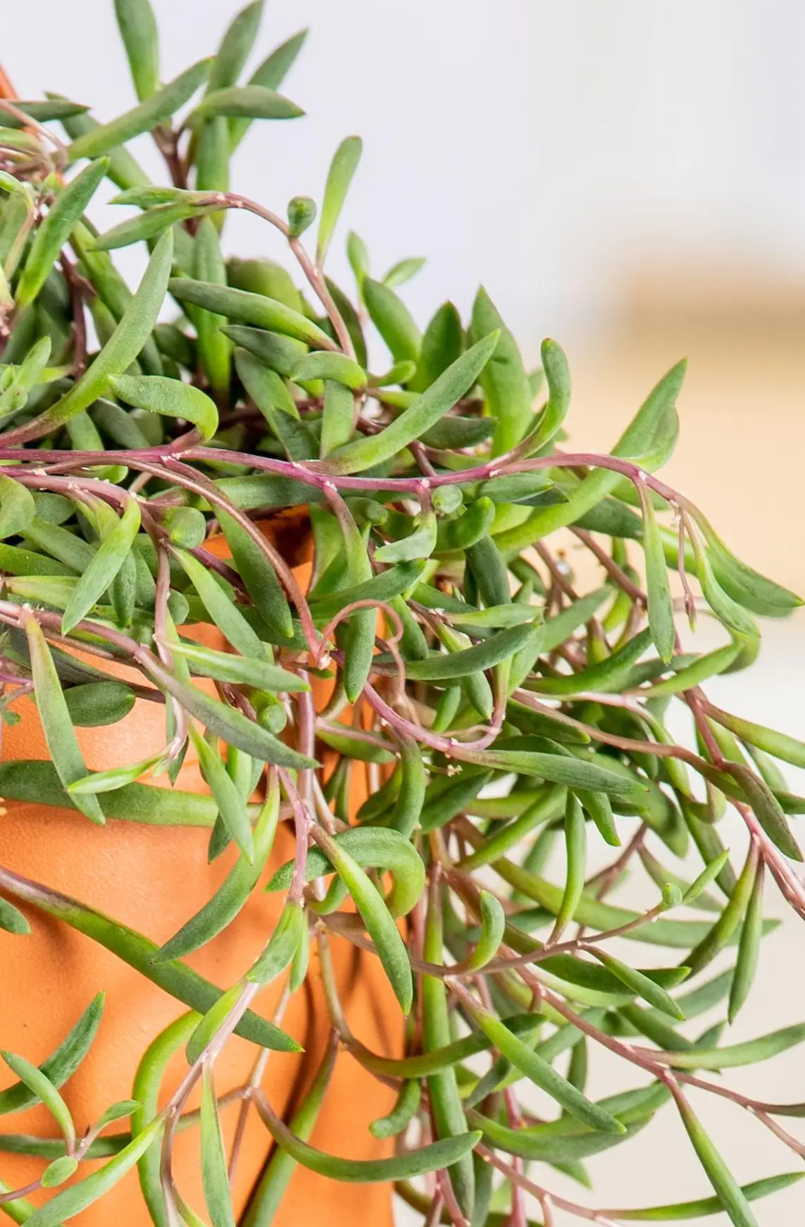 Erbsenpflanze Purple Flush H ca. 20 cm 12 cm Topf