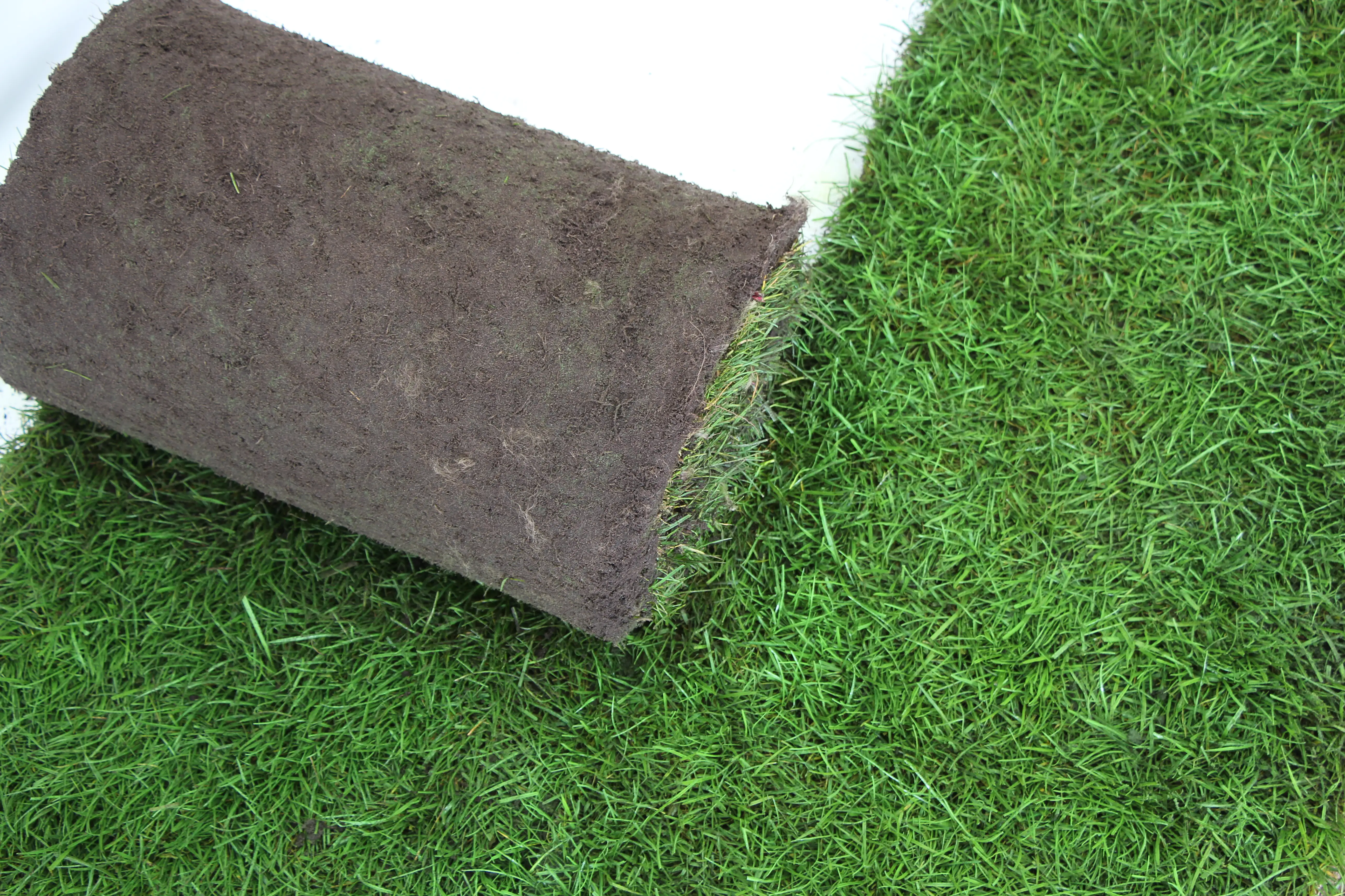 4260378381231 Premoplan Rollrasen Premium ab 30m²