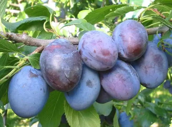 Pflaumenbaum Hanita 7,5 L Container