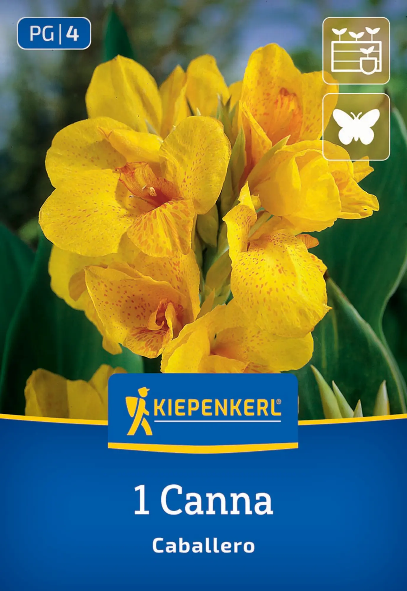 Kiepenkerl Frühjahrsblumenzwiebel Blumenrohr Caballero 1 Stück