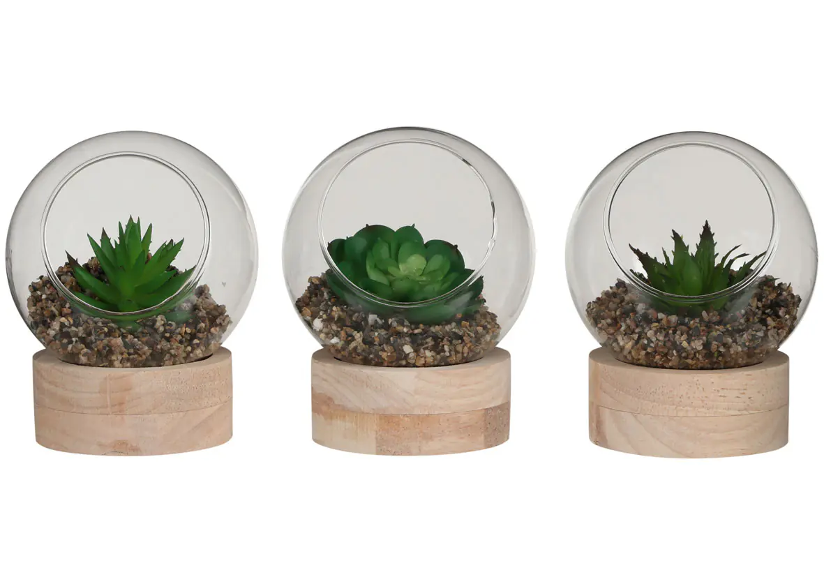 Mica Sukkulente im Glas auf Holz Teller 10 x 10 cm