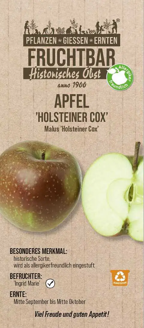 Stadt Ernte Bio Obstbaum Apfel Holsteiner Cox H 150 cm 29 cm Topf
