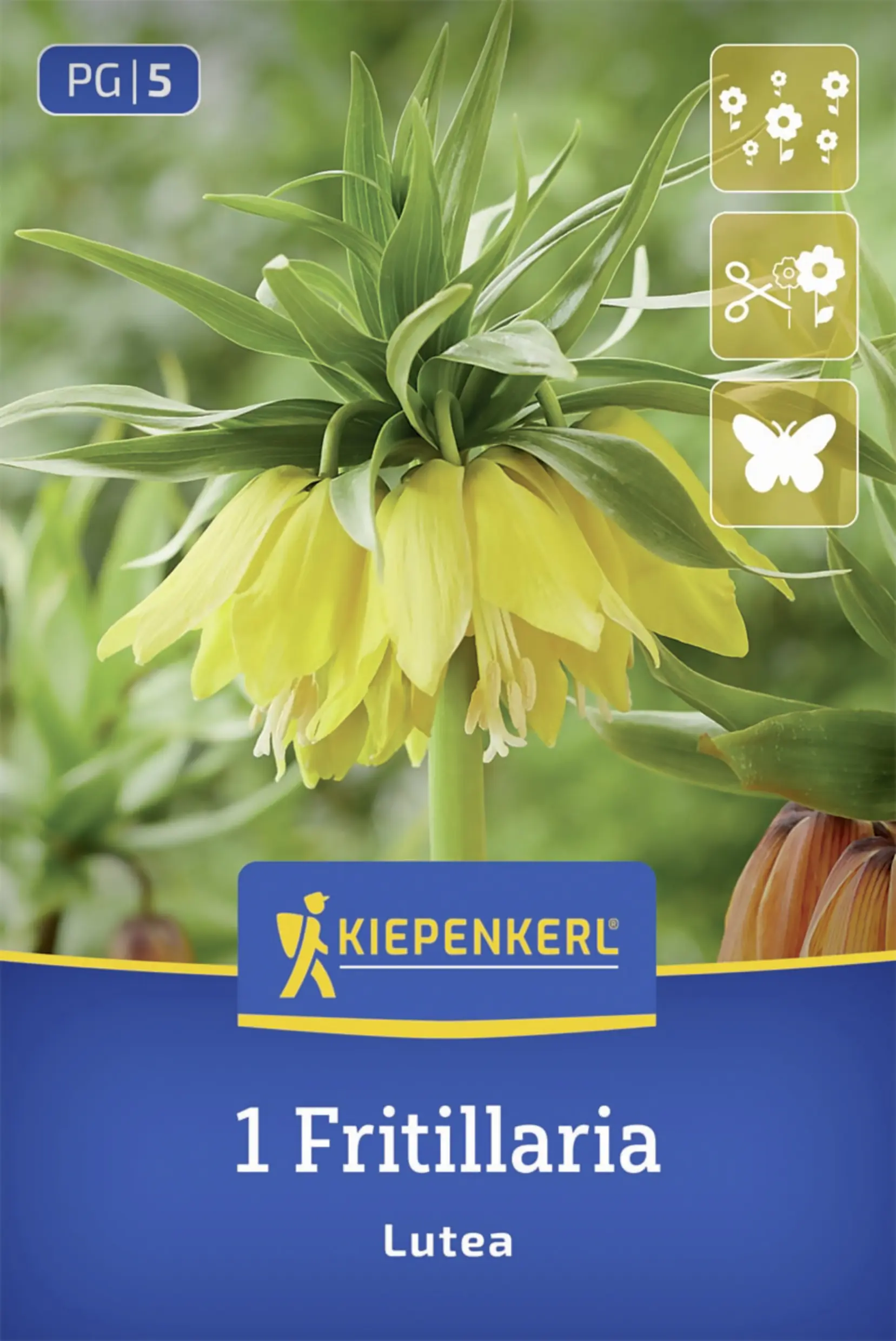 Kiepenkerl Kaiserkrone Lutea gelb 1 Stück