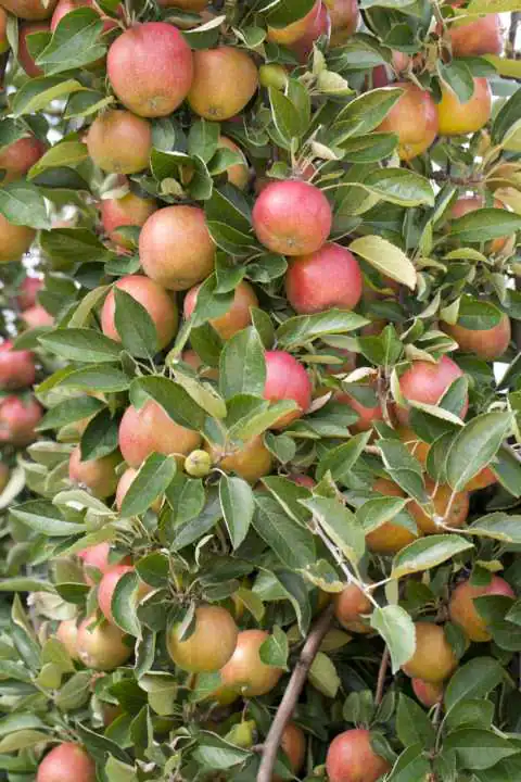Stadt Ernte Bio Obstbaum Apfel Weißer Klarapfel H 150 cm 29 cm Topf