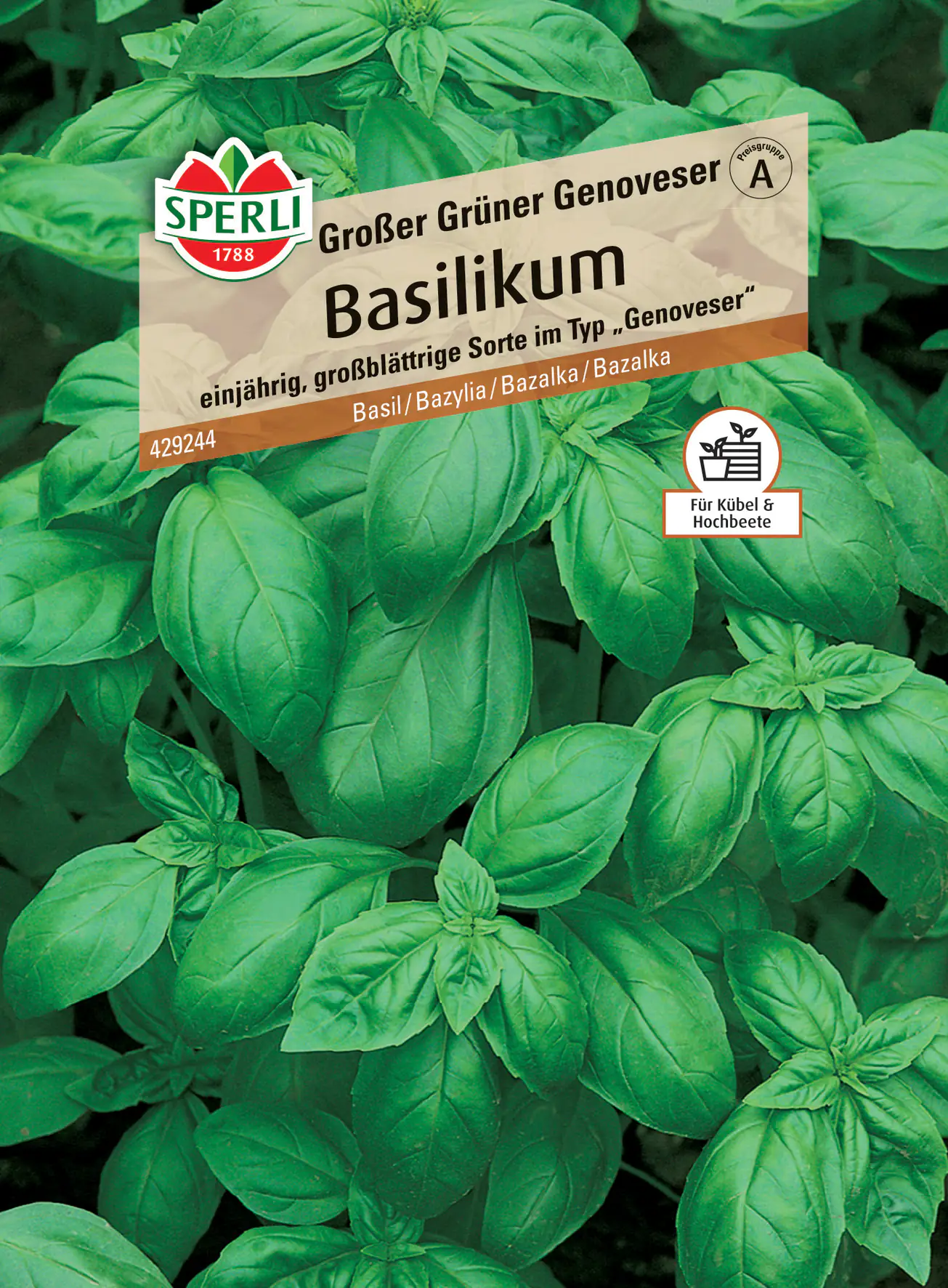 Sperli Basilikum Grosses Grünes Sperli Basilikum Grosses Grünes