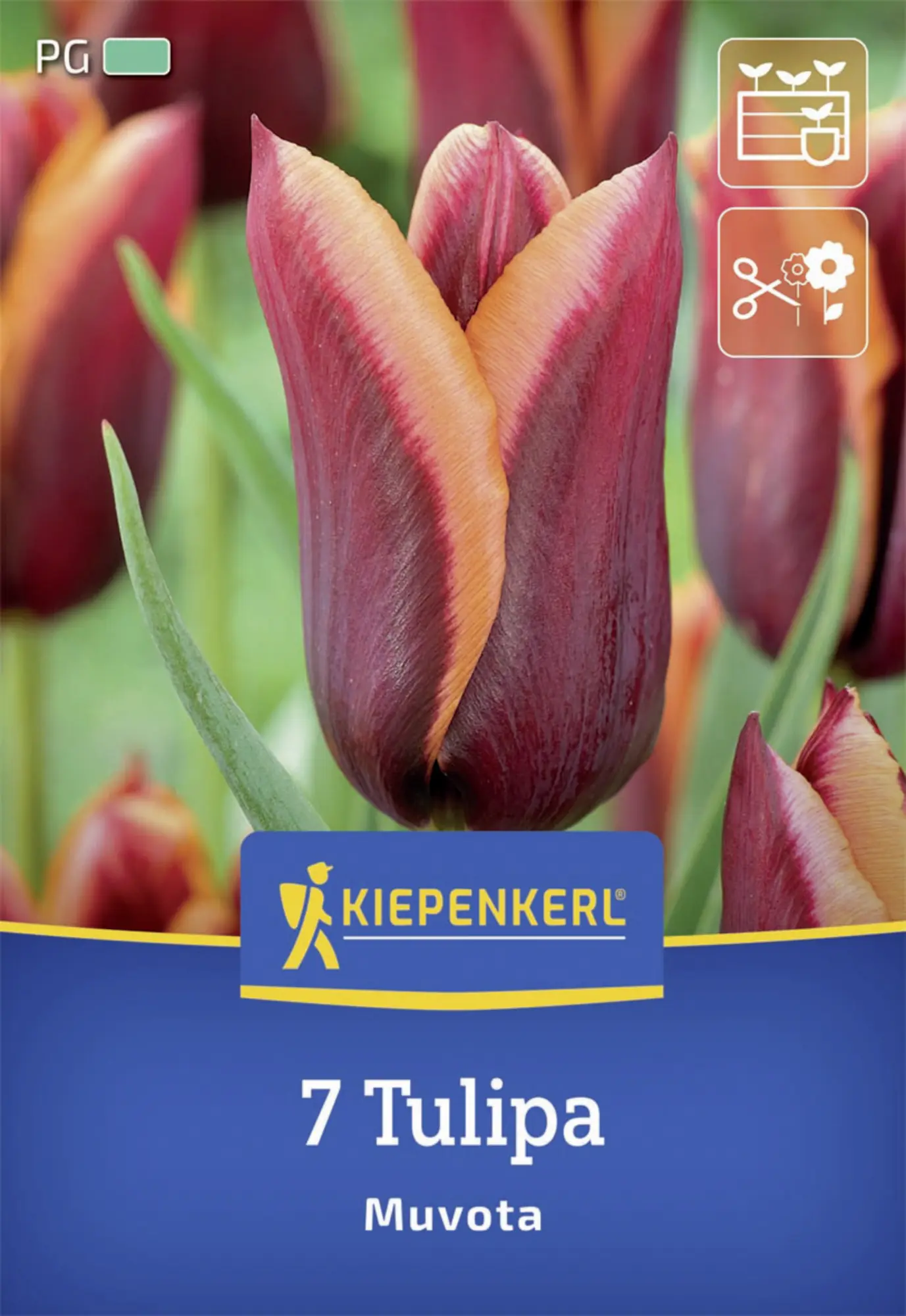 Kiepenkerl Herbstblumenzwiebel Triumph-Tulpe Muvota 7 Stück