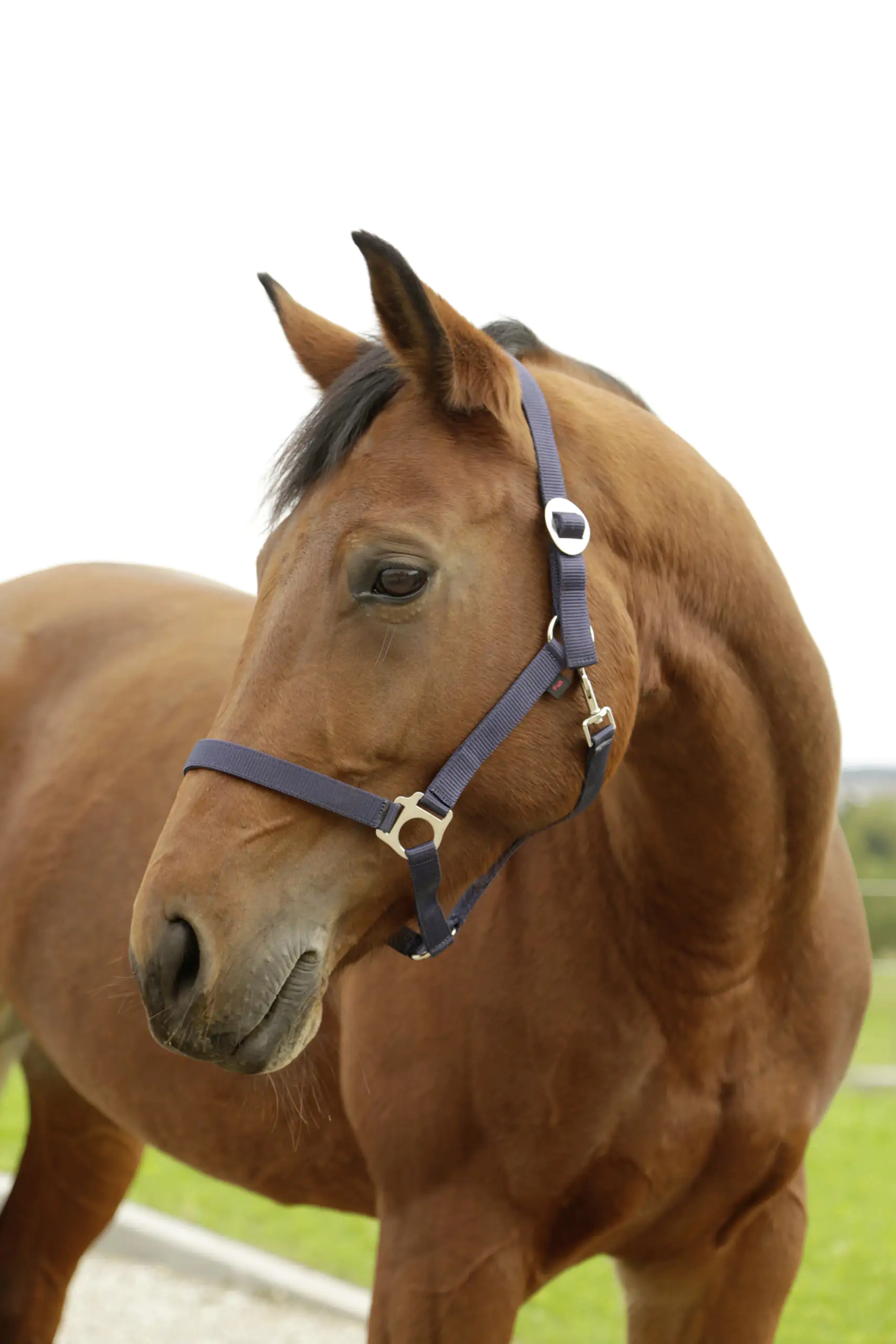 Kerbl Nylonhalfter Hippo, Pony marine