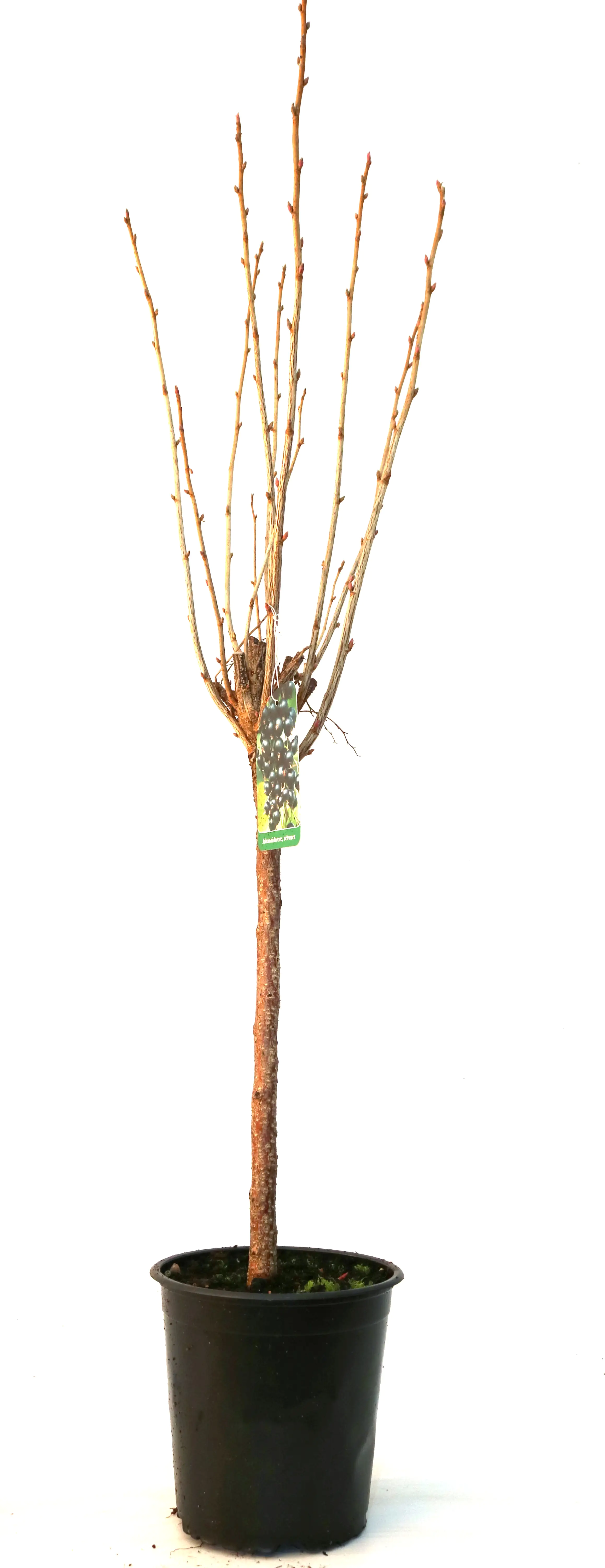 Obststrauch Johannisbeere schwarz 3 L Container