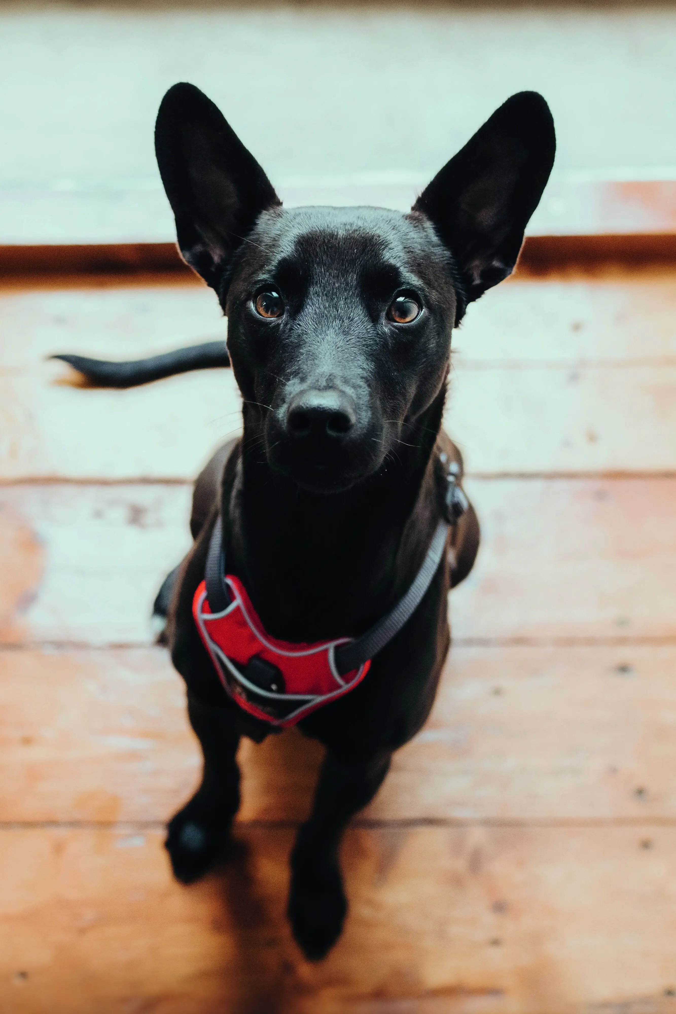 Hunter Hundegeschirr Divo M rot/grau