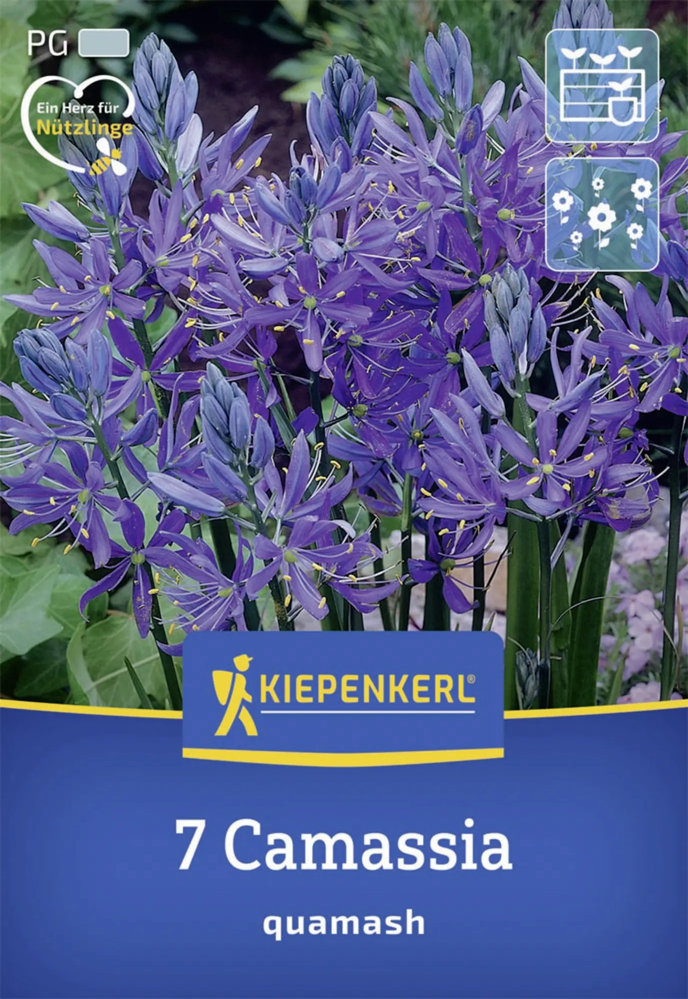 Kiepenkerl Herbstblumenzwiebel Prärielilie 7 Stück