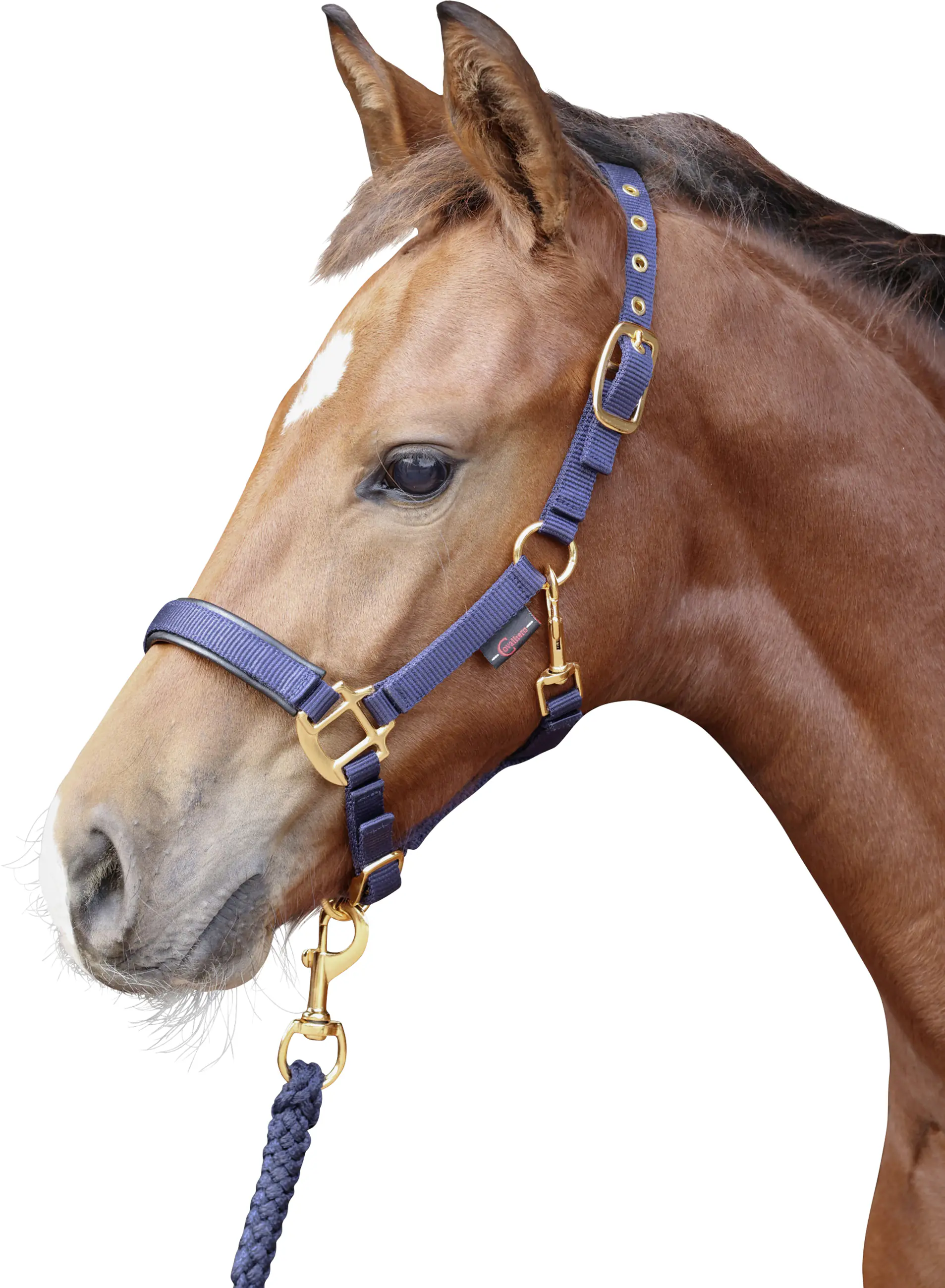 Kerbl Covalliero Fohlenhalfter TopLine navy