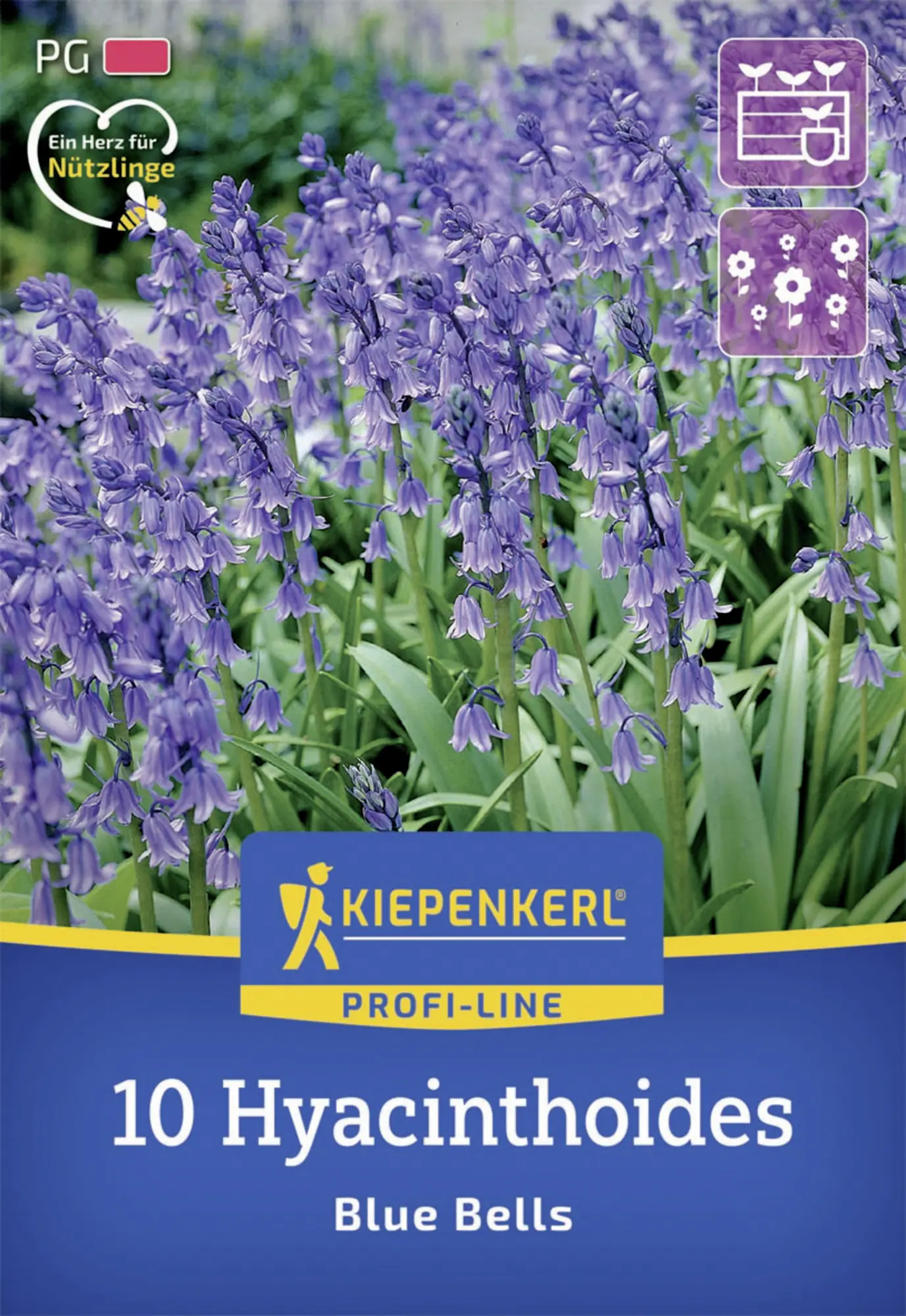 Kiepenkerl Herbstblumenzwiebel Profi-Line Hasenglöckchen Blue Bells 10 Stück