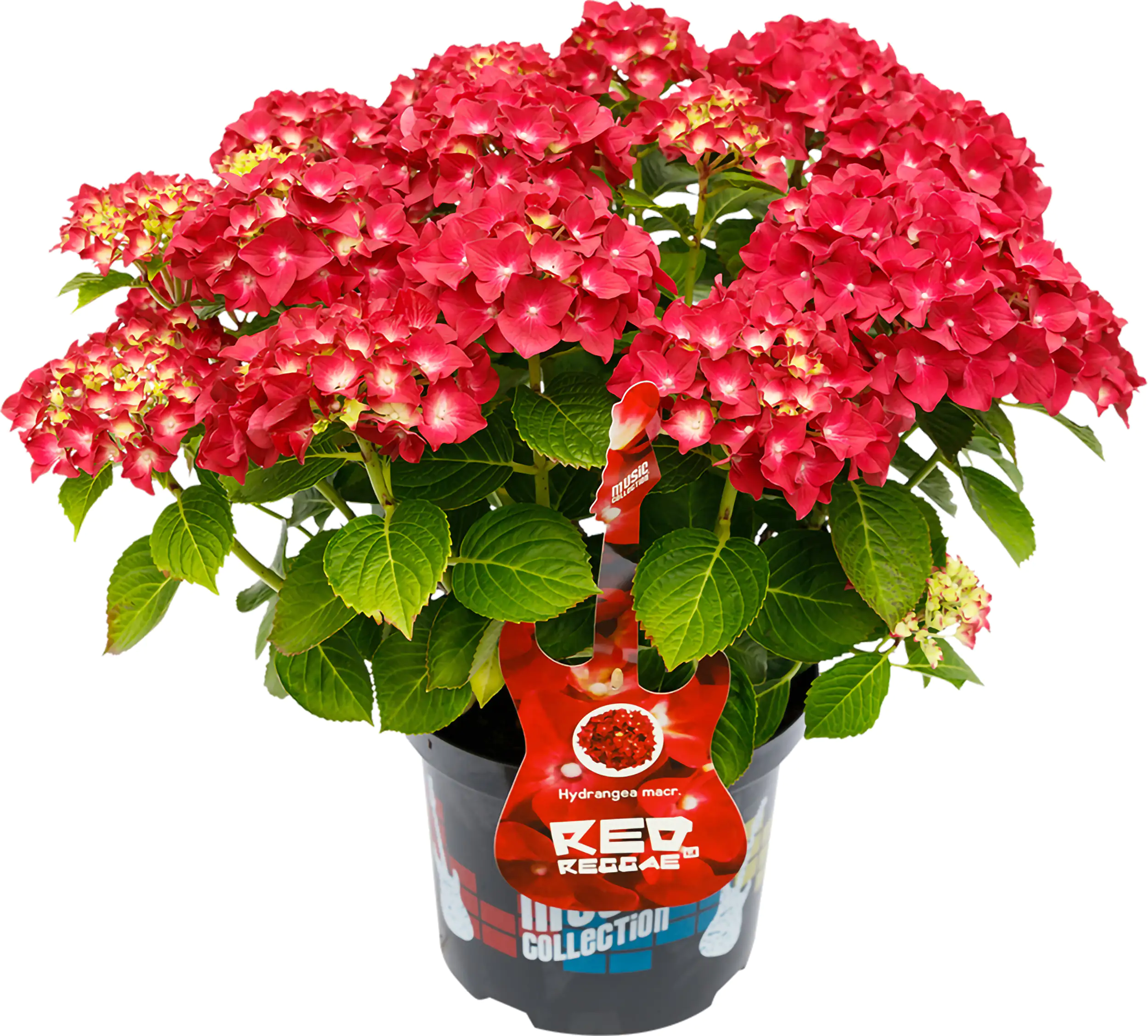 Bauernhortensie Music Collection Hydrangea mac. H 30 - 40 cm 5 L Container