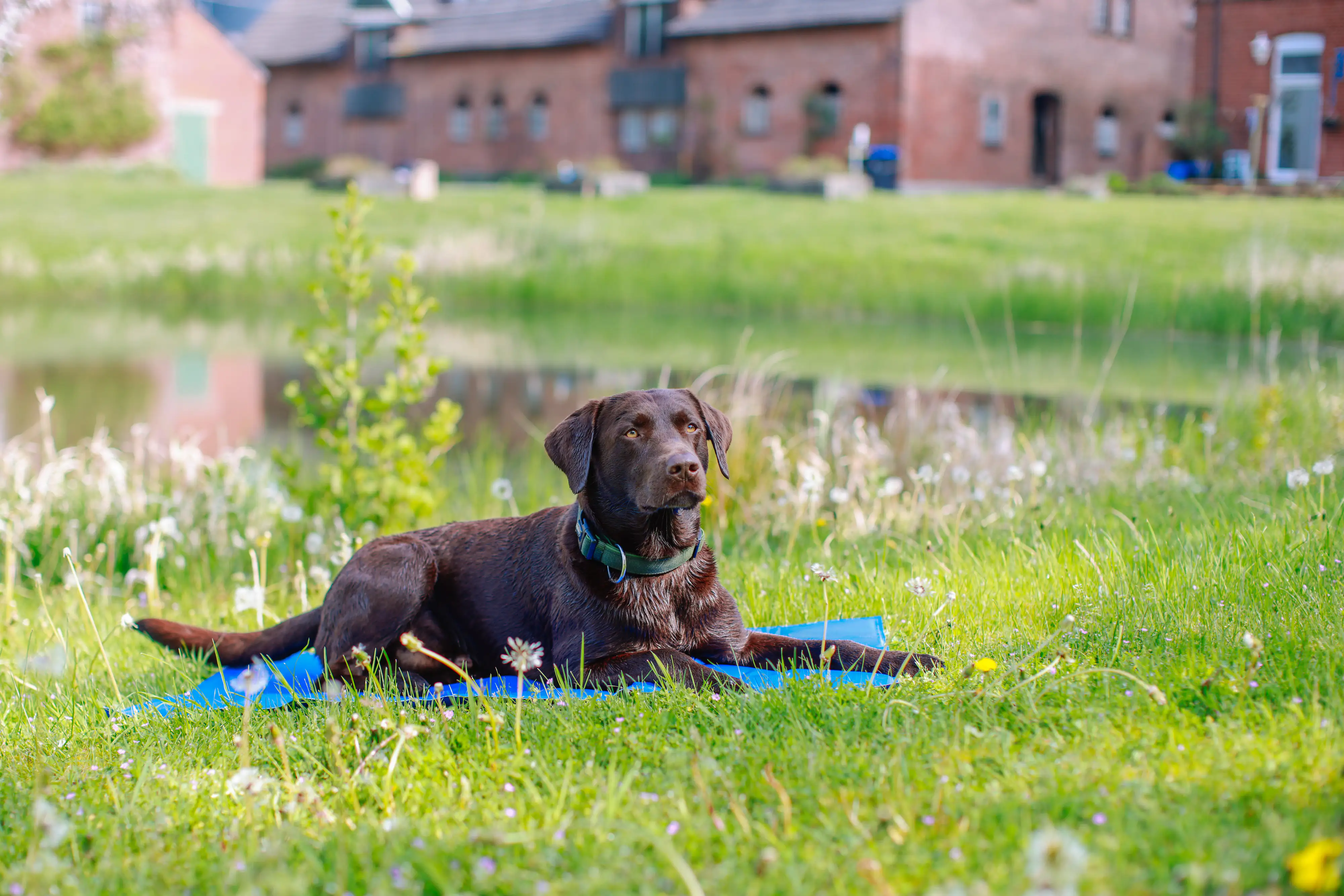 Nobby Kühlmatte eckig L 90 x B 50 cm