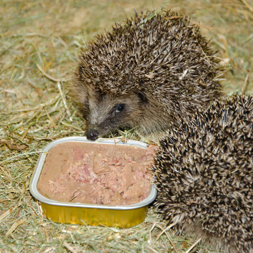 Bio-Pastete für Igel