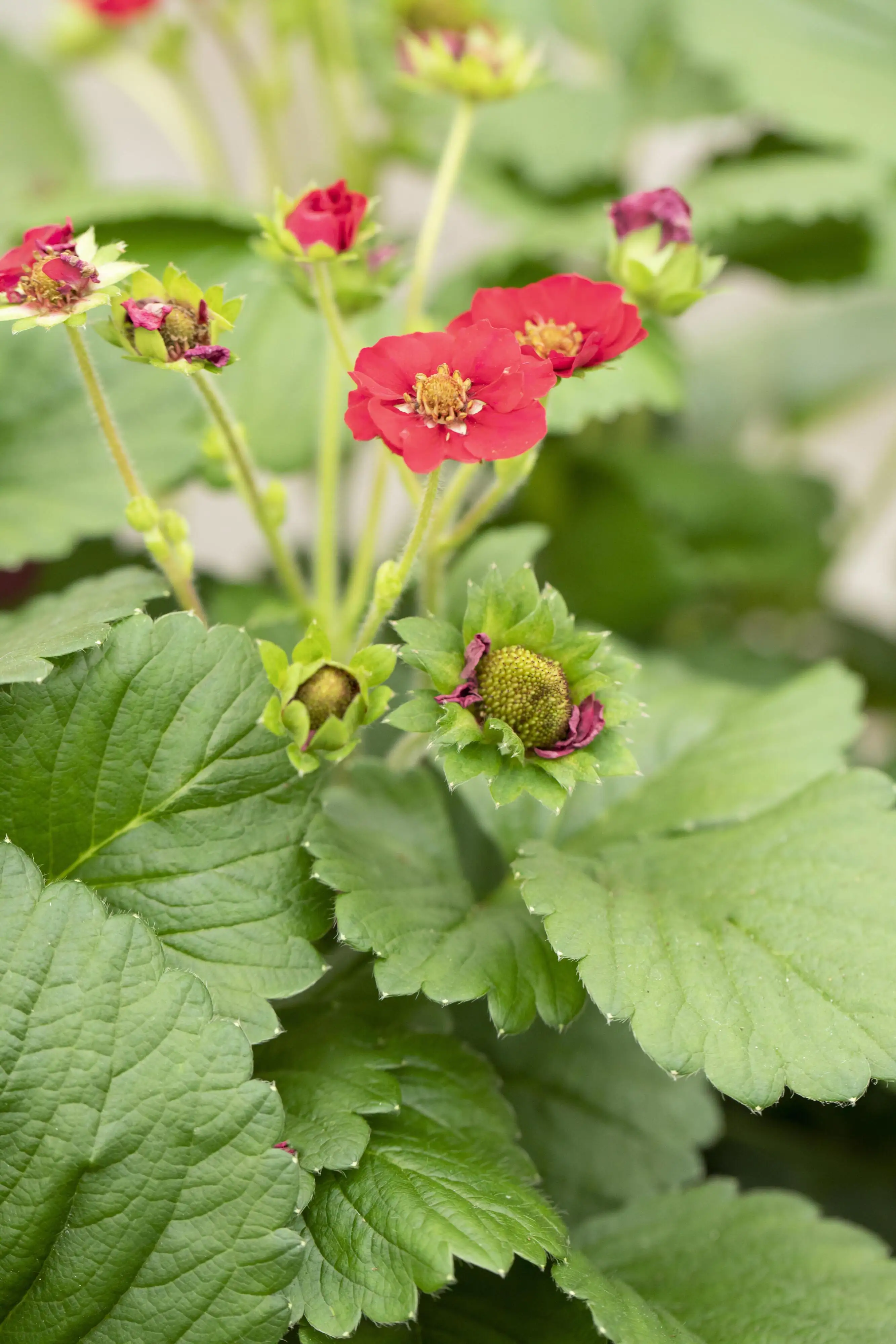 Erdbeere Delirose Stadt Ernte H ca 20 cm 17 cm Topf