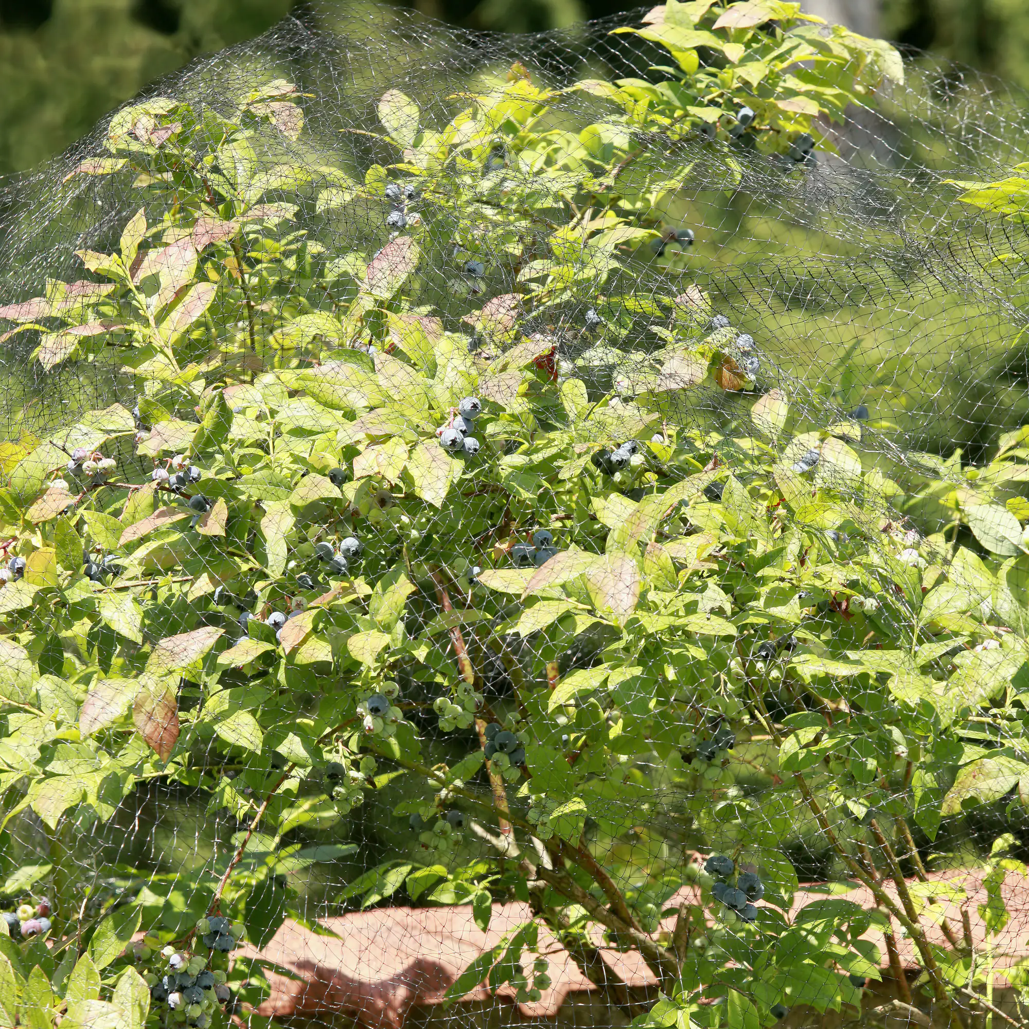 Windhager Vogelschutznetz Ortonet 10 x 4 m