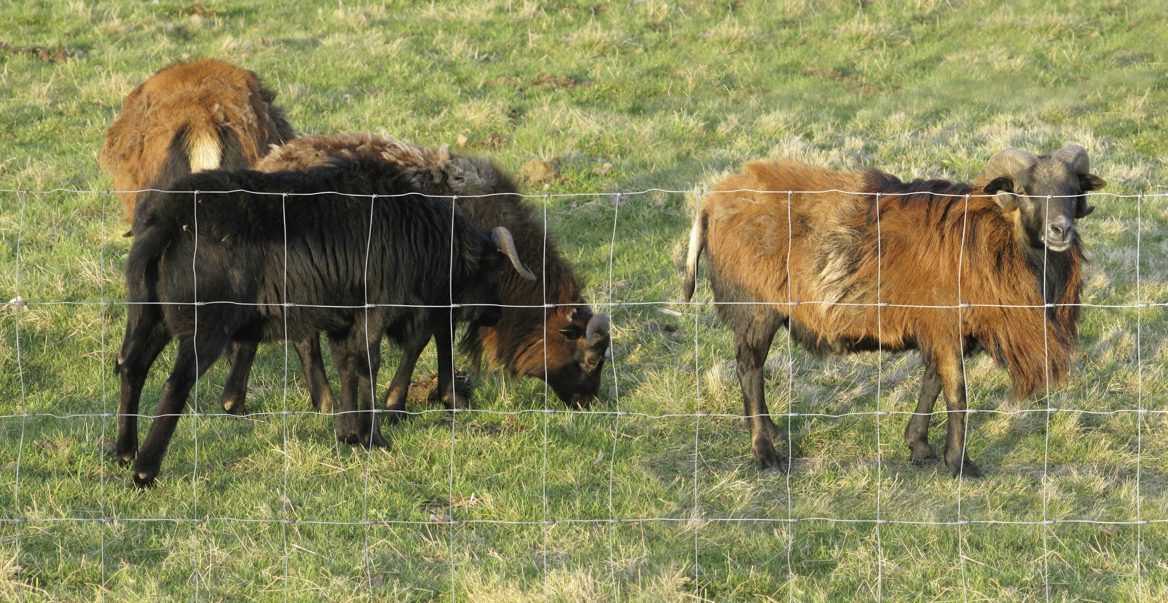 Floraworld Wildzaun 50 x 1 m feuerverzinkt