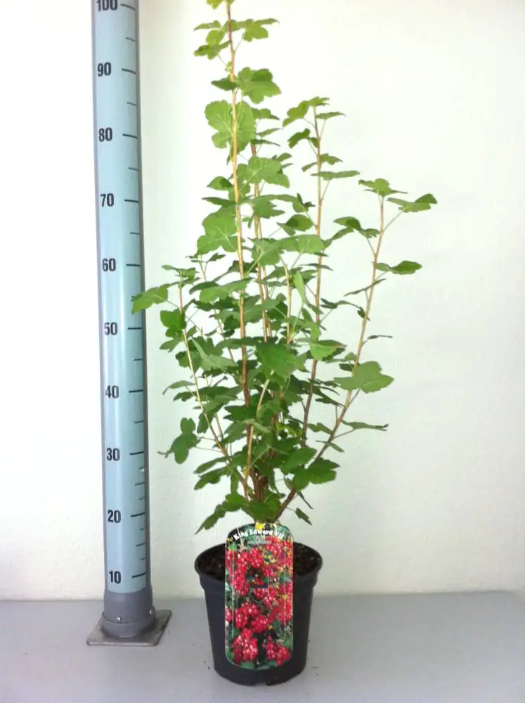 Blutjohannisbeere King Edward 3 l Container