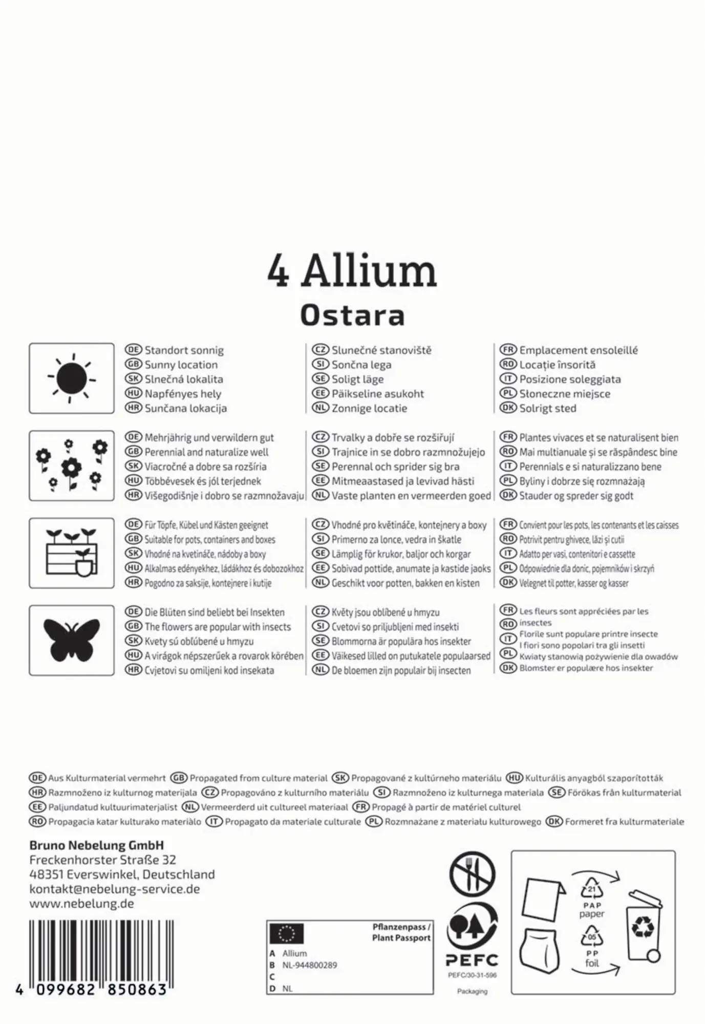 Kiepenkerl Herbstblumenzwiebel Zierlauch Ostara 4 Stück