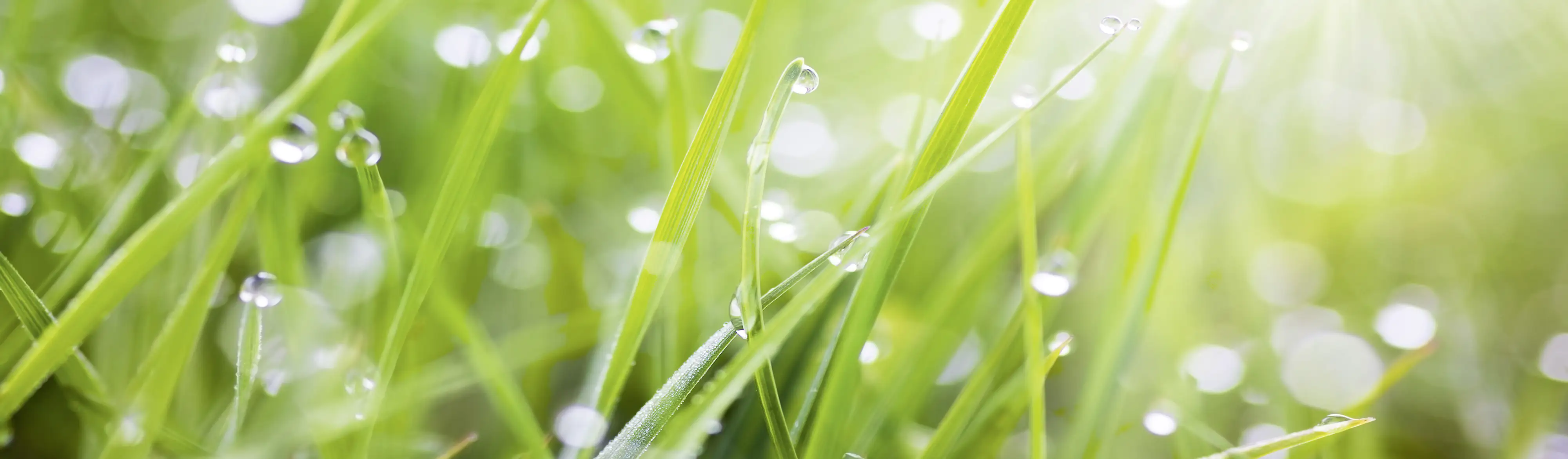 Küchenrückwand WandArt easy 200 x 58,5 cm, 3 mm, grass