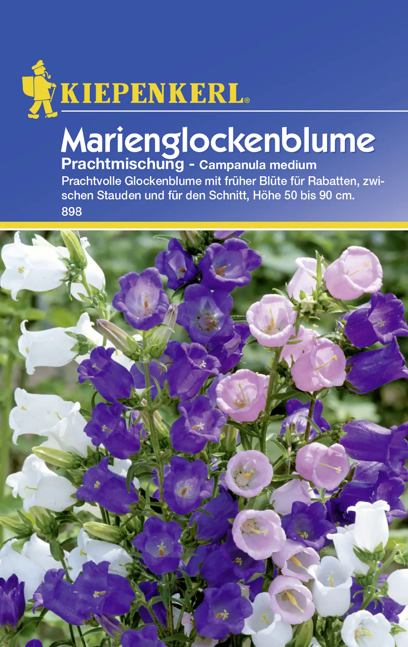 Kiepenkerl Glockenblume Prachtmischung Campanula medium, Inhalt: ca. 50 Pflanzen