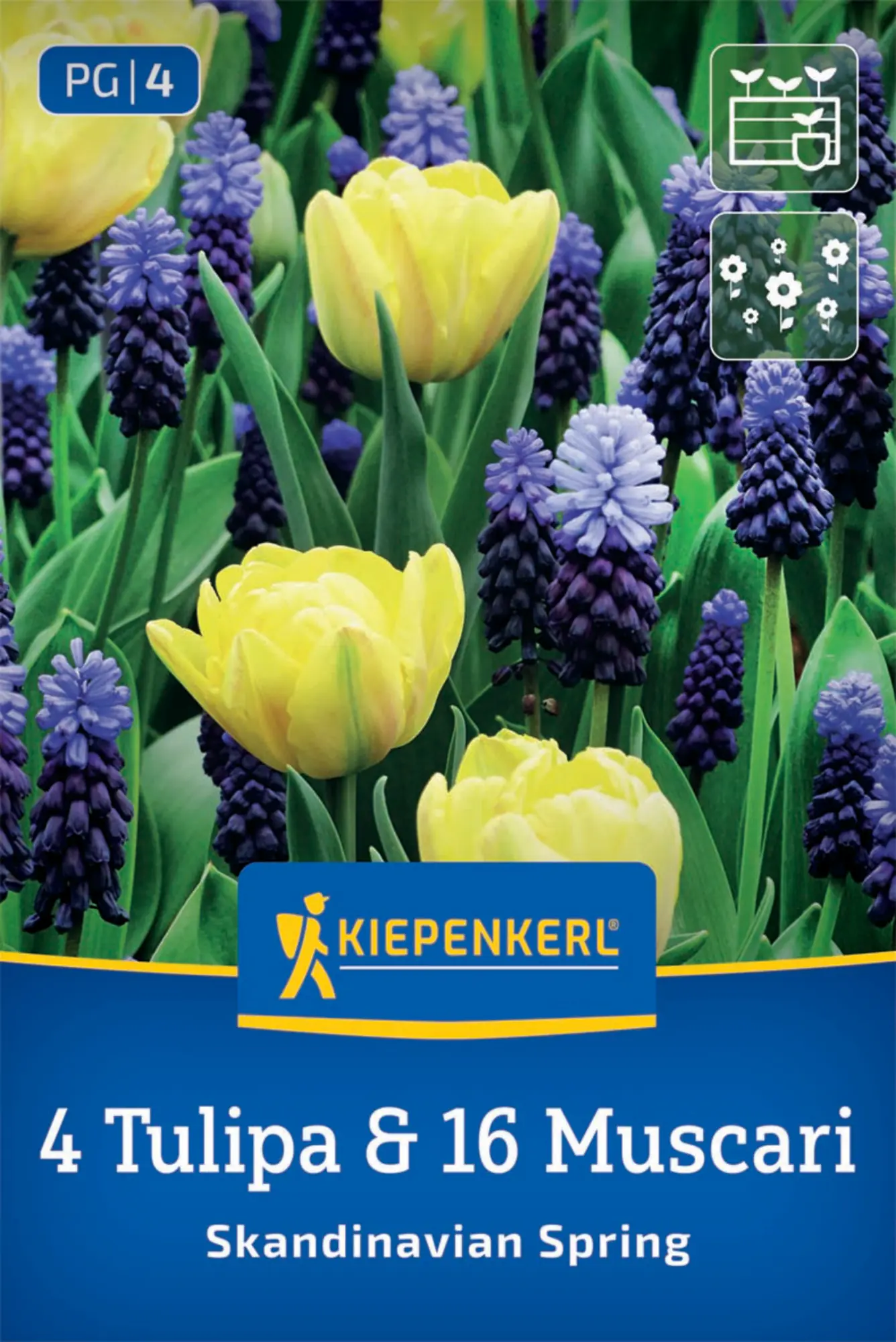 Kiepenkerl Herbstblumenzwiebel Tulpen Skandinavian Spring 20 Stück