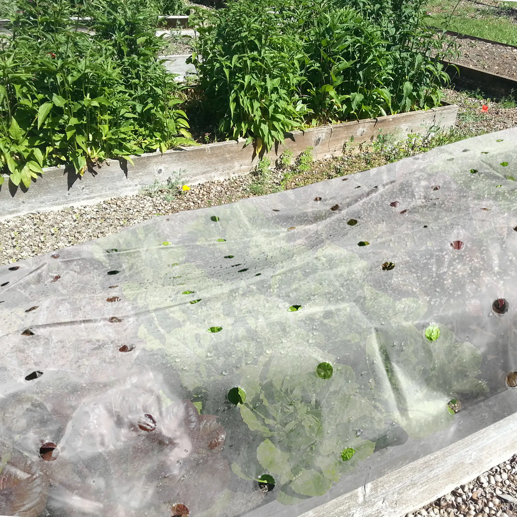 TrendLine Frühbeetfolie 1,5 x 3 m