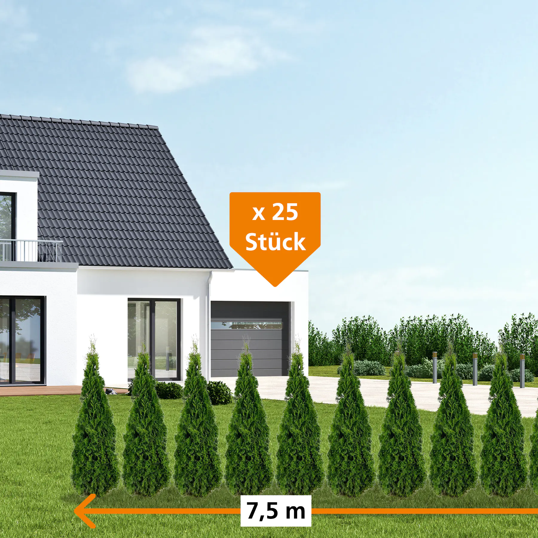 Lebensbaum Thuja occ. Smaragd H 80 - 100 cm, 25 Stück