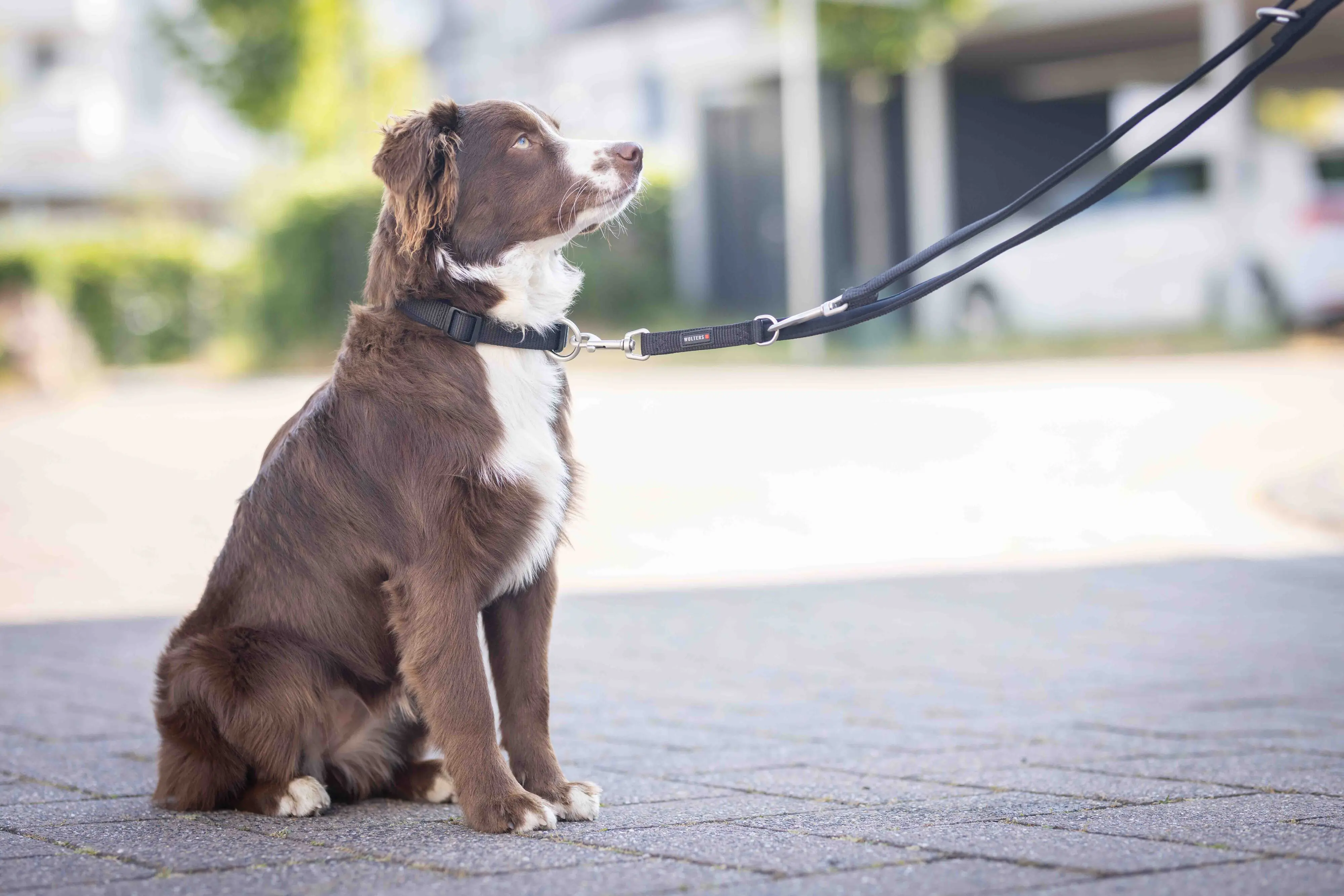 Wolters Hundehalsband Professional Comfort schwarz/schwarz