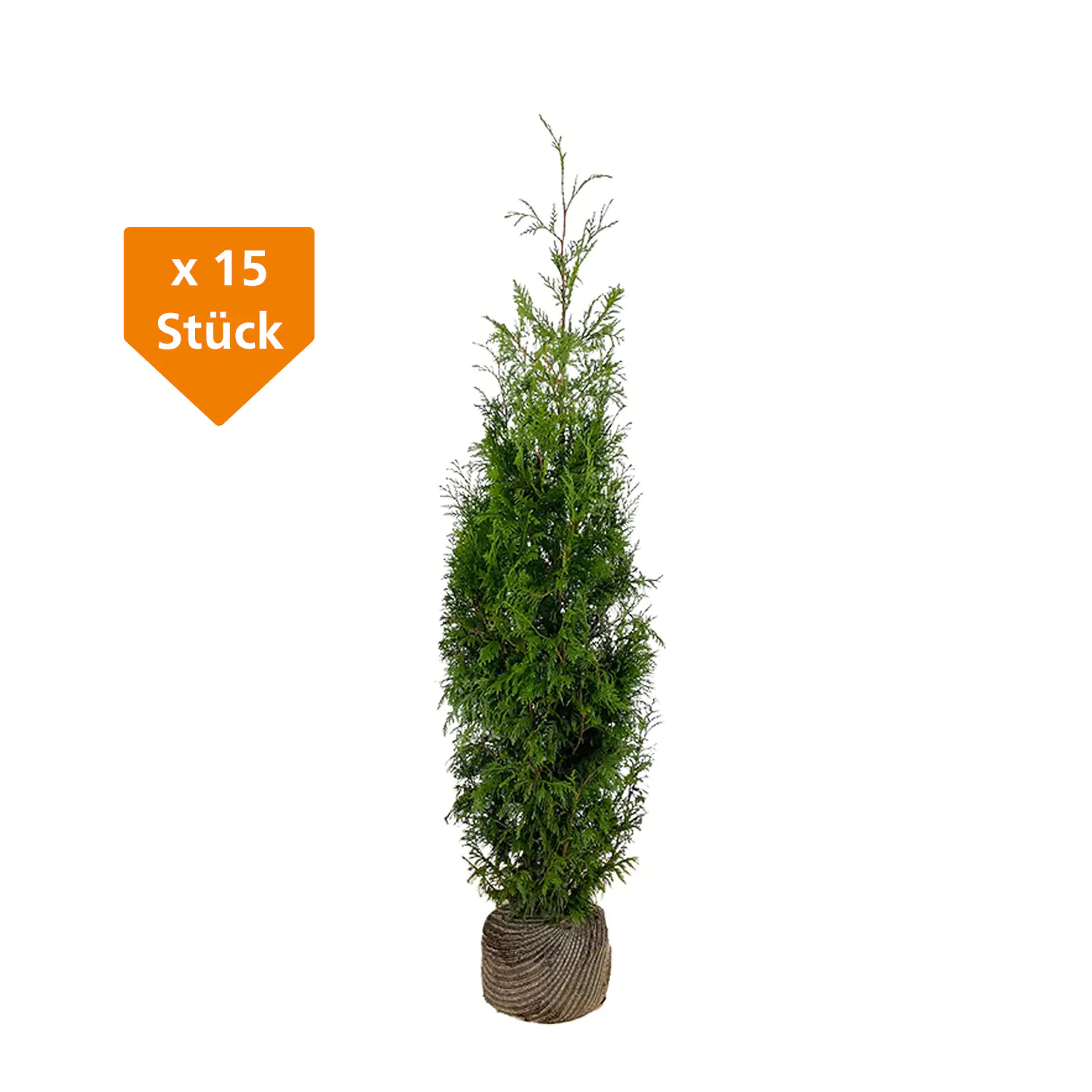 Lebensbaum Thuja plicata Martin H 160 - 180 cm, 15 Stück