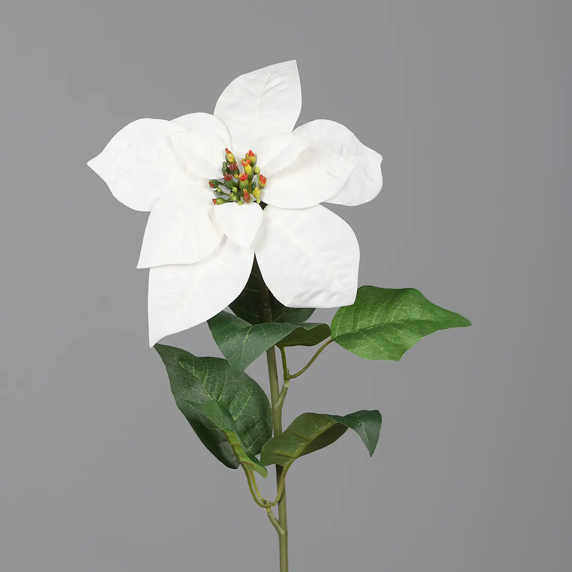 DPI Poinsettia creme 55 cm