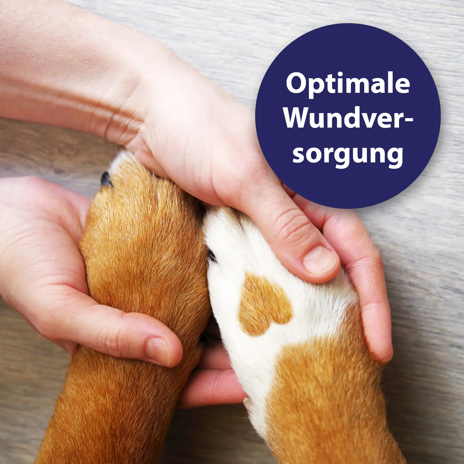 Canosept Wundspray für Hunde 75 ml Canosept Wundspray für Hunde 75 ml